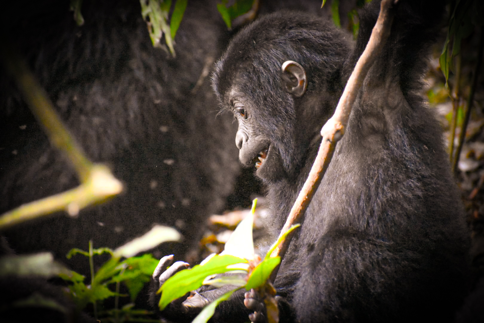 2-Day Gorilla Trekking Safari at Bwindi National Park