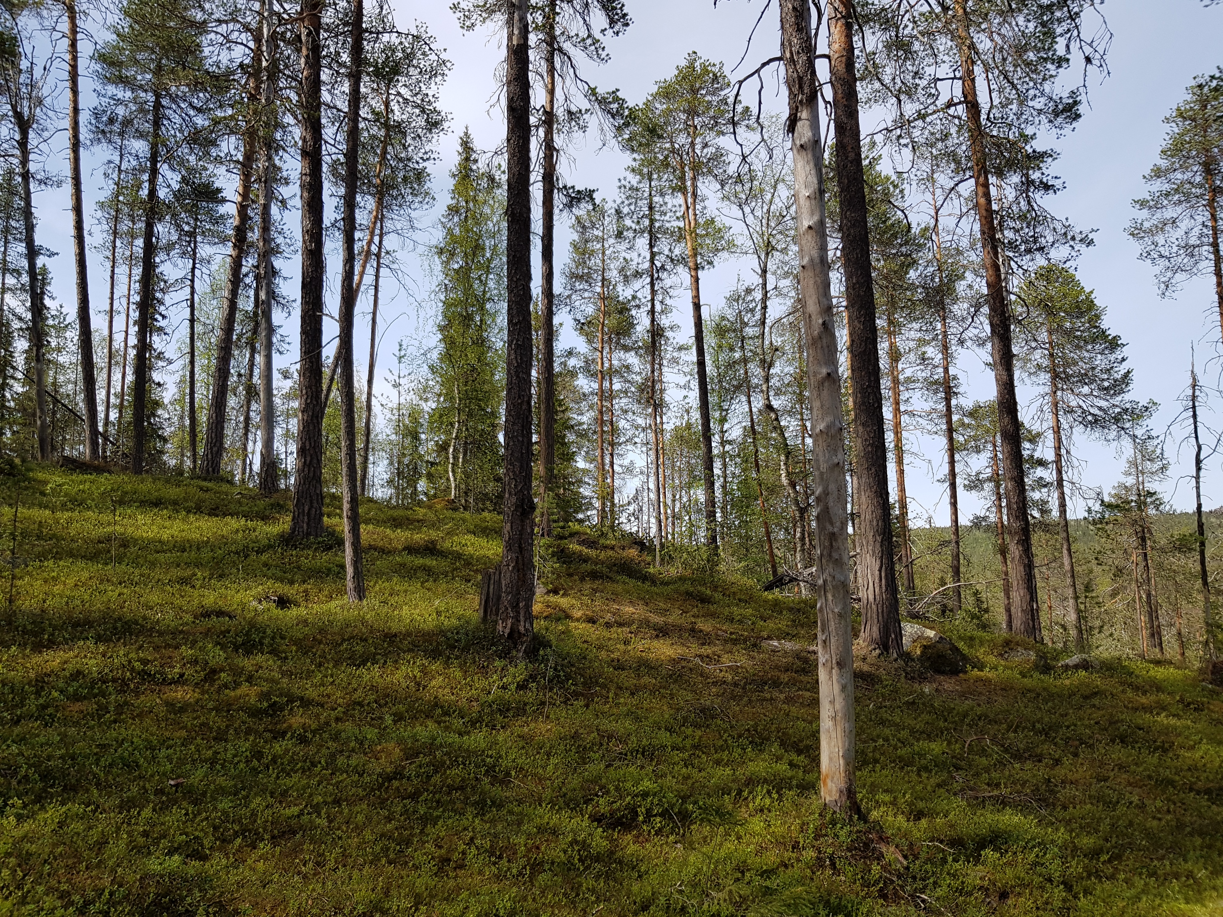 Forest Yoga and Walk in Oulanka National Park