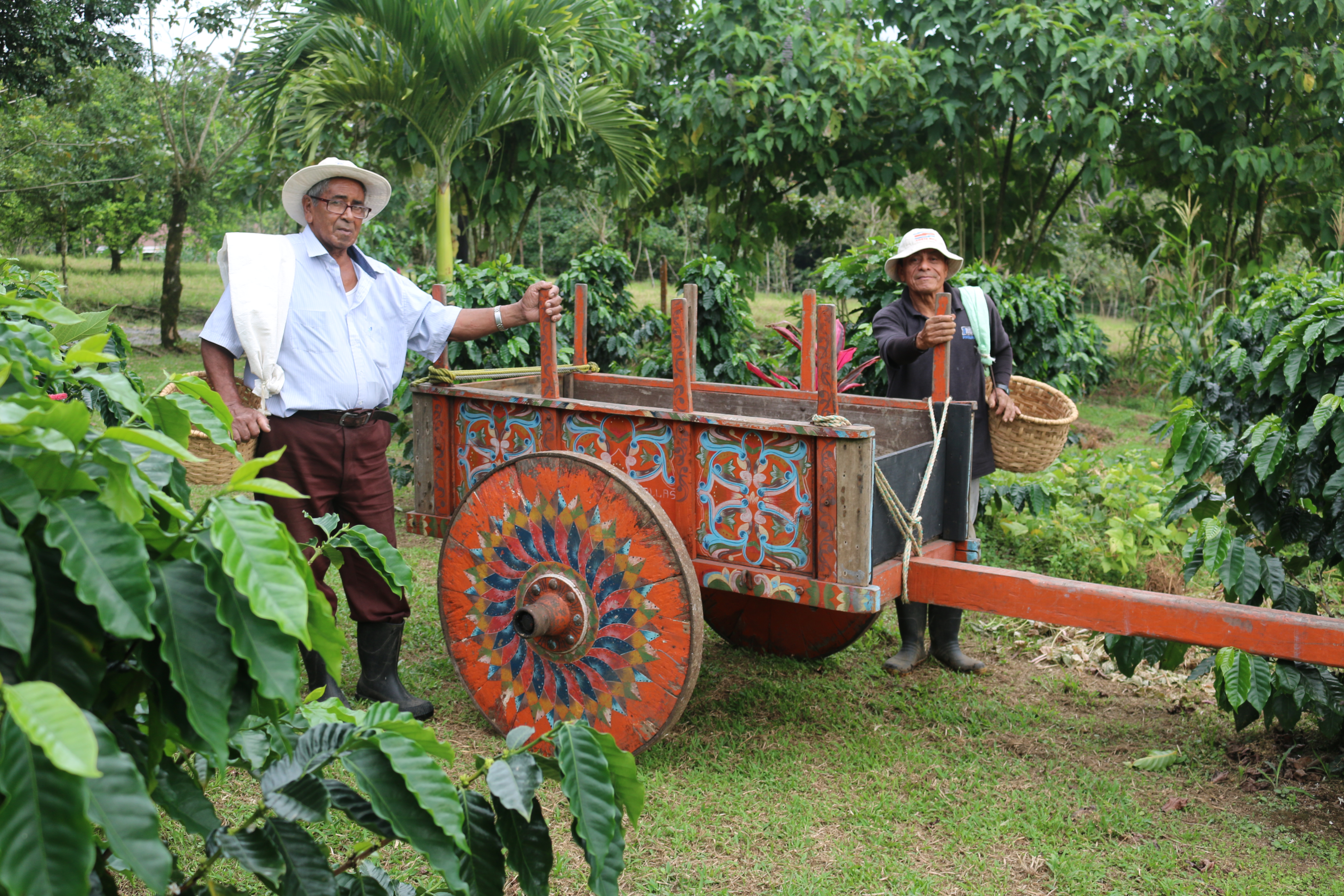 Farm Tour - Coffee, Chocolate and Sugar Cane