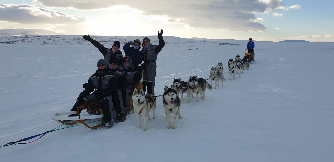 Siberian Husky Dog Sledding