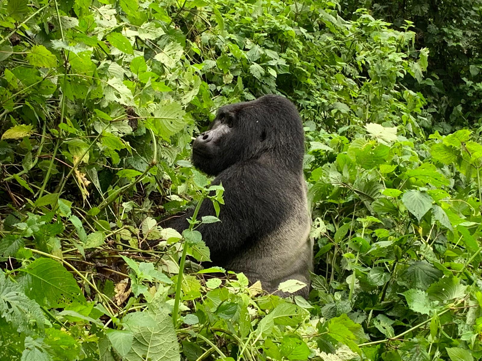 3 Day Gorilla Trekking Luxury Safari in Uganda