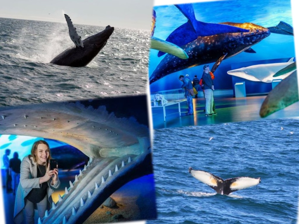Whale Watching Excursion from Reykjavik & Whales of Iceland Exhibition: Explore the Sea's Giants