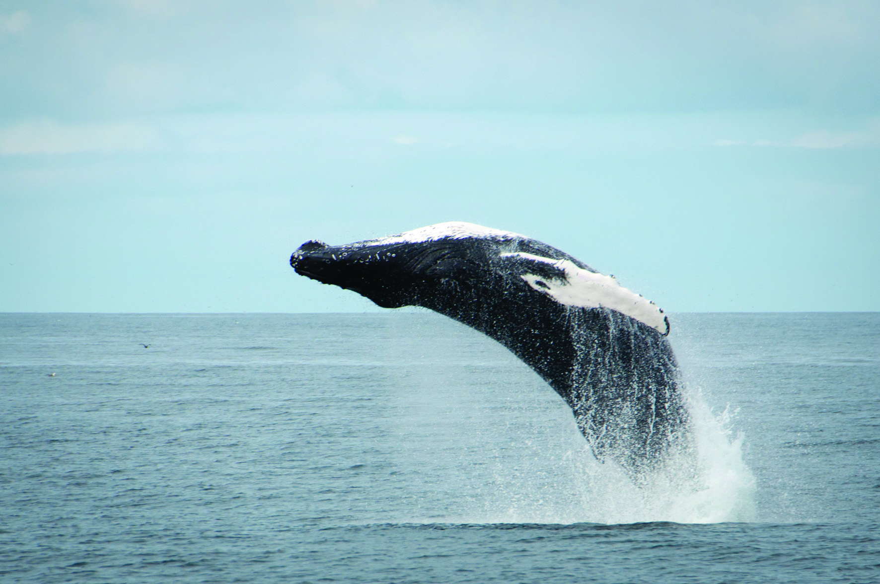 Laxnes & Whale watching