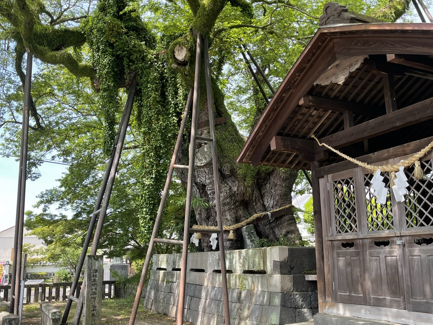 Kikuchi ① Kyushu Hakou Takemitsu course walking with a guide (about 1 hour)