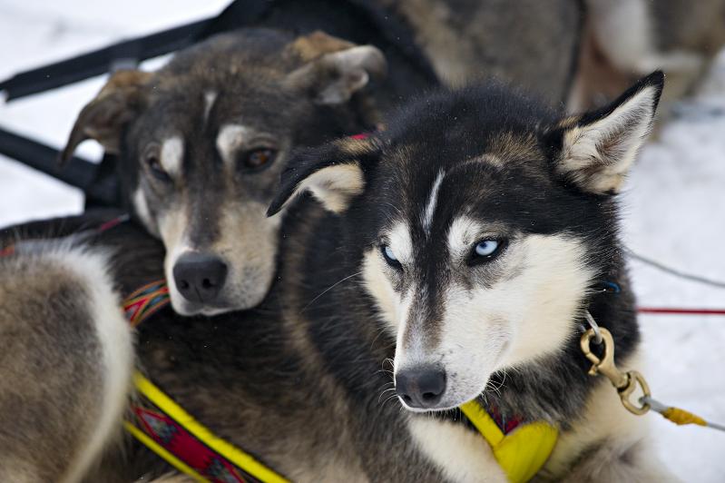 Safari to husky farm by snowmobile (50km)