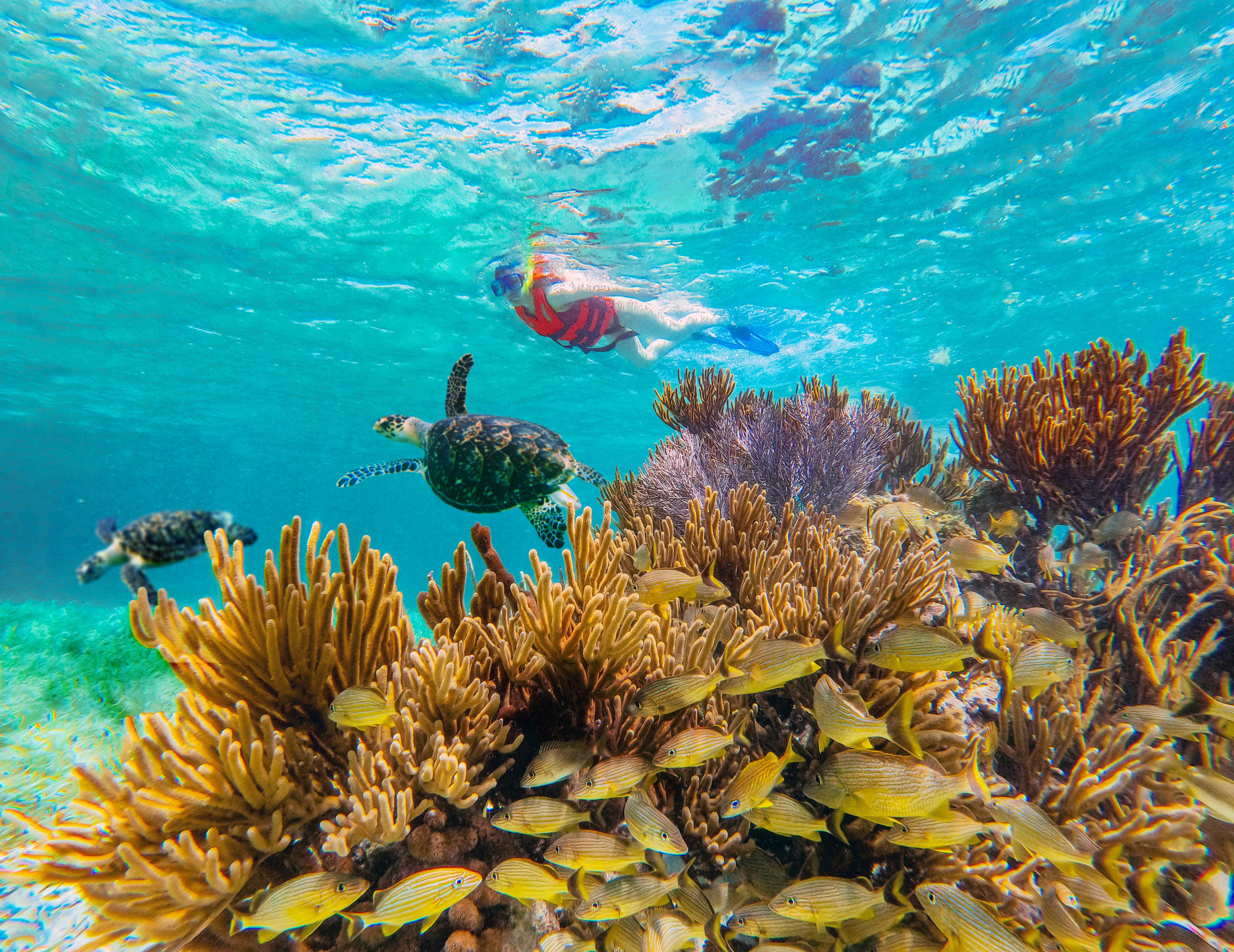 Reef Snorkeling in National Park from Cancun with Beachside Lunch