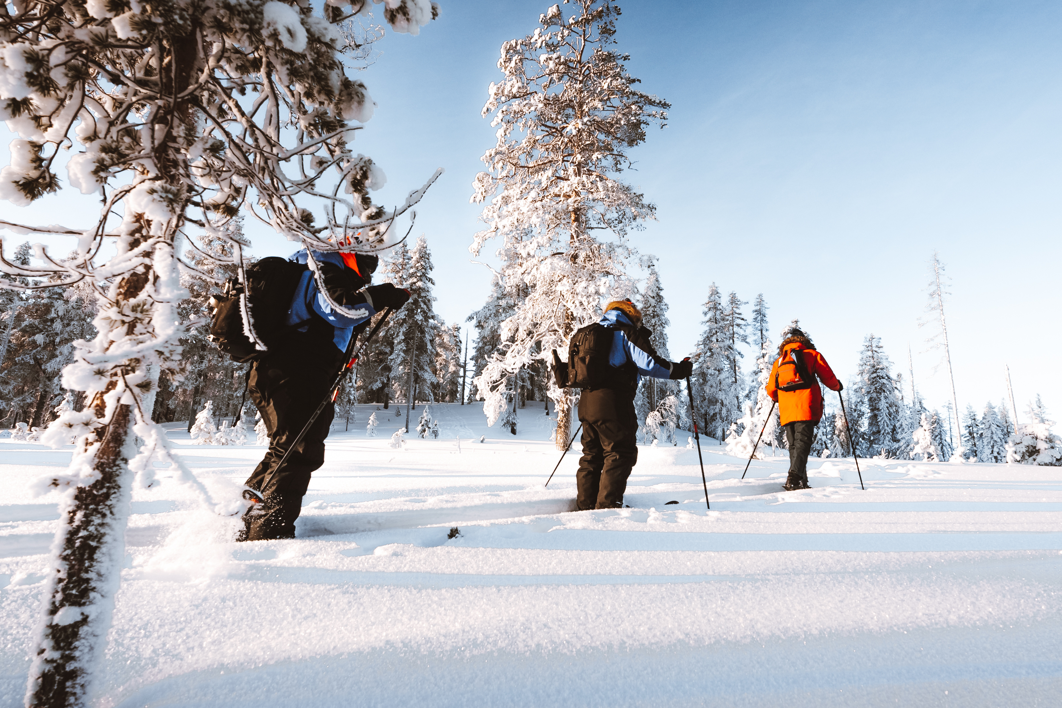 Ski Trekking Safari in Lapland