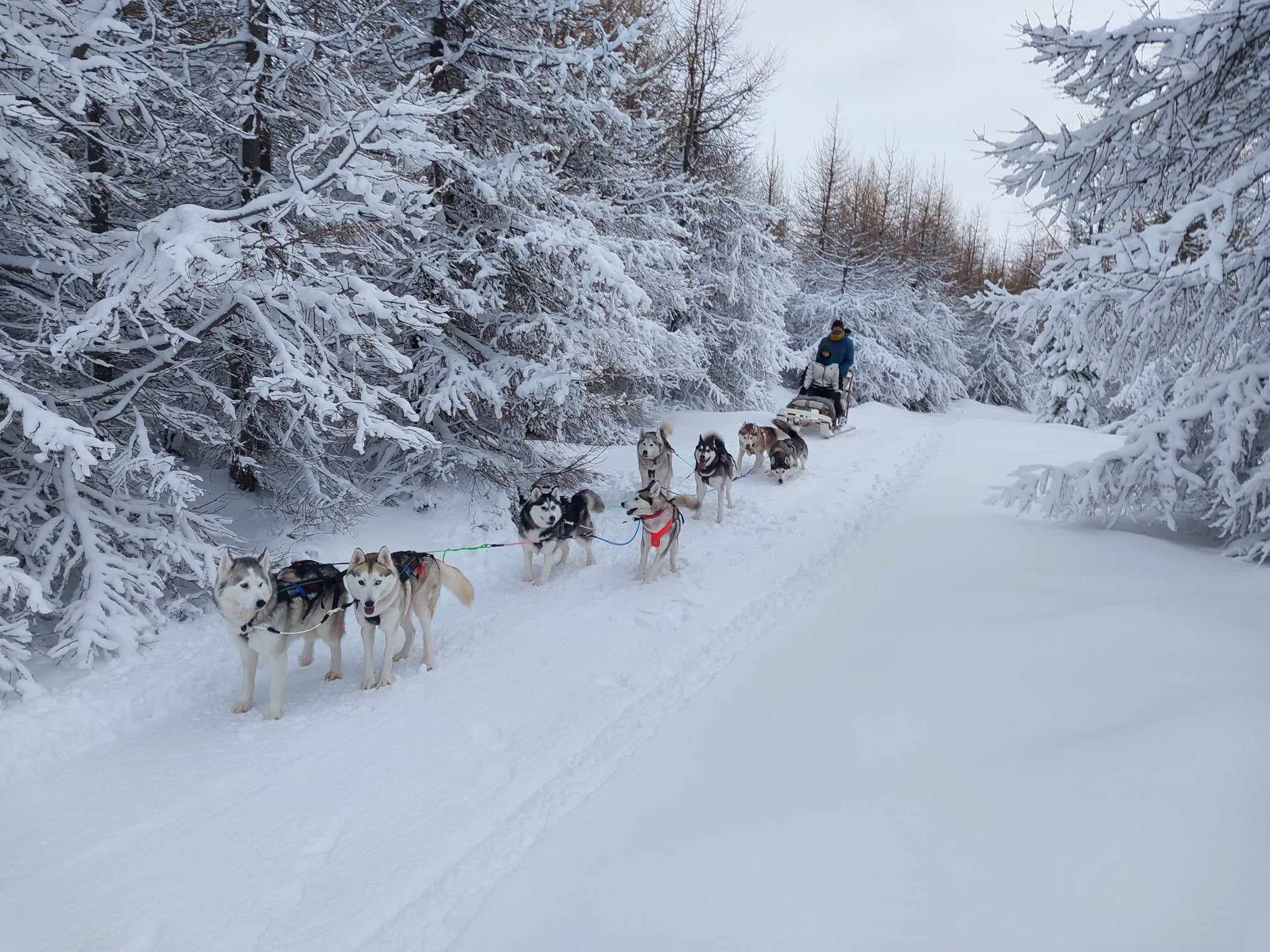 Dog Sledding in Akureyri
