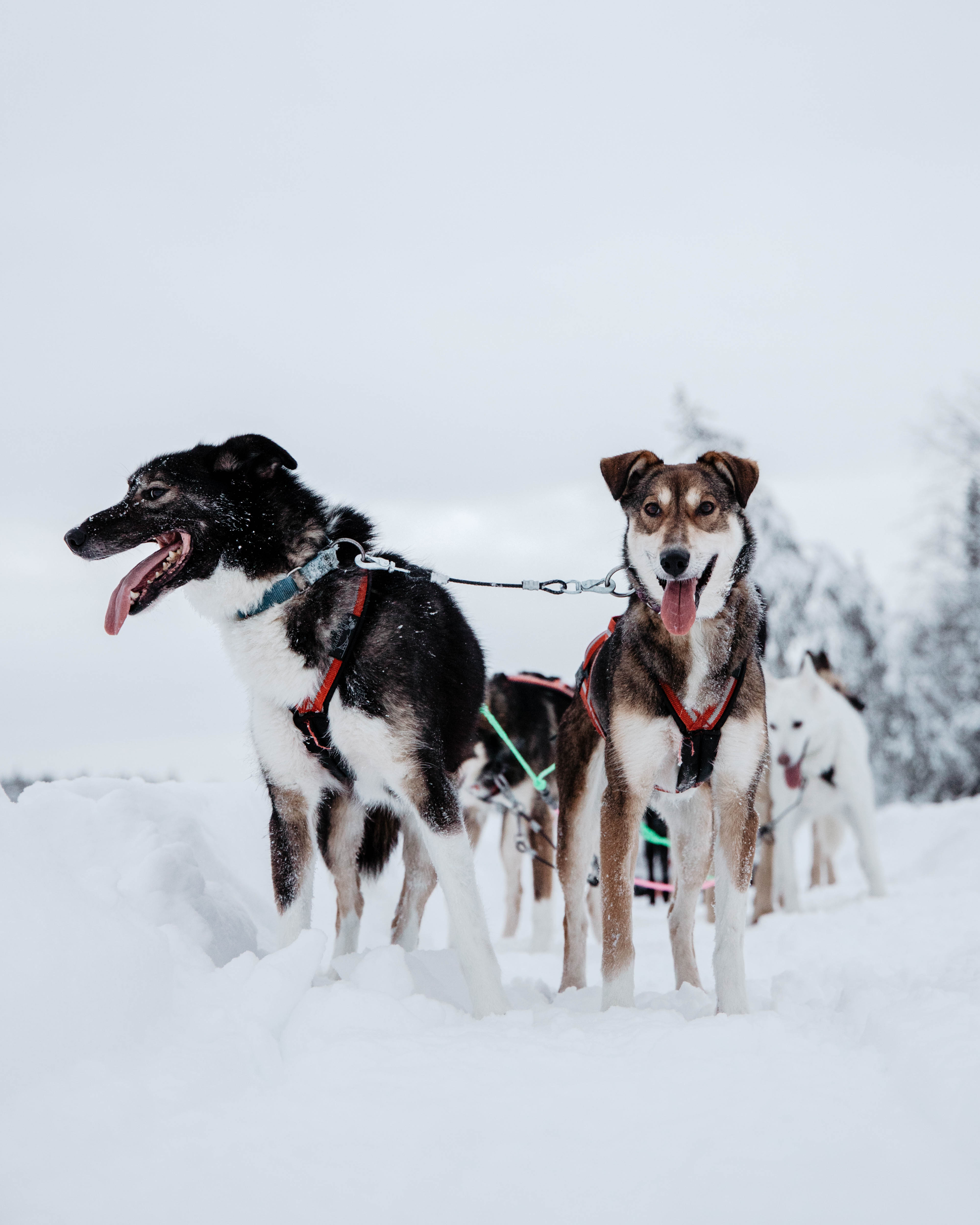 Running with the Pack, 5km Husky tour with a Kennel visit