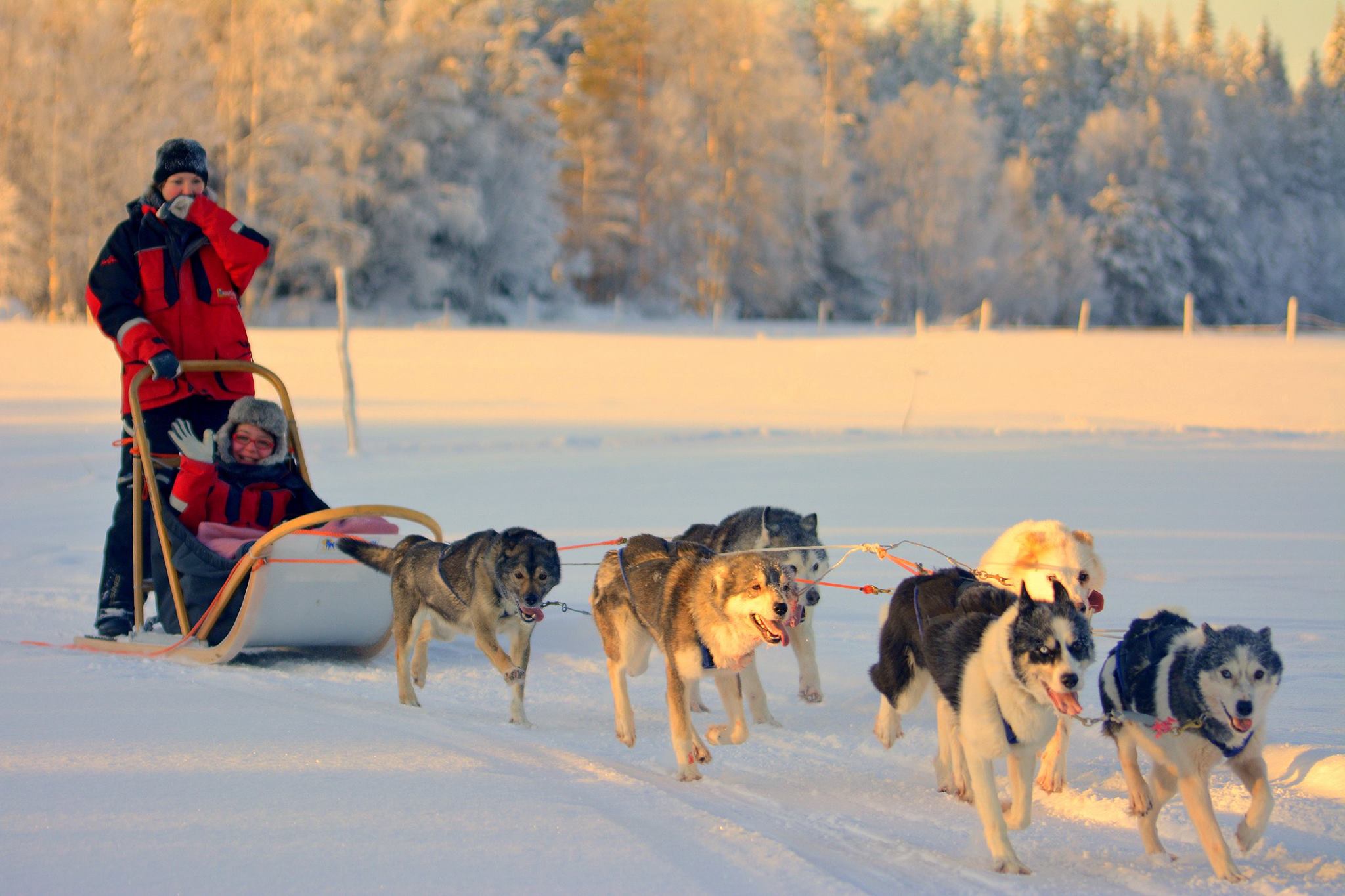 Visit to husky a farm and 10 km ride