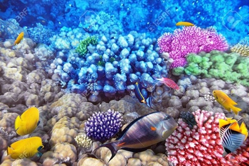 Semi Submarine in Sharm EL Sheikh