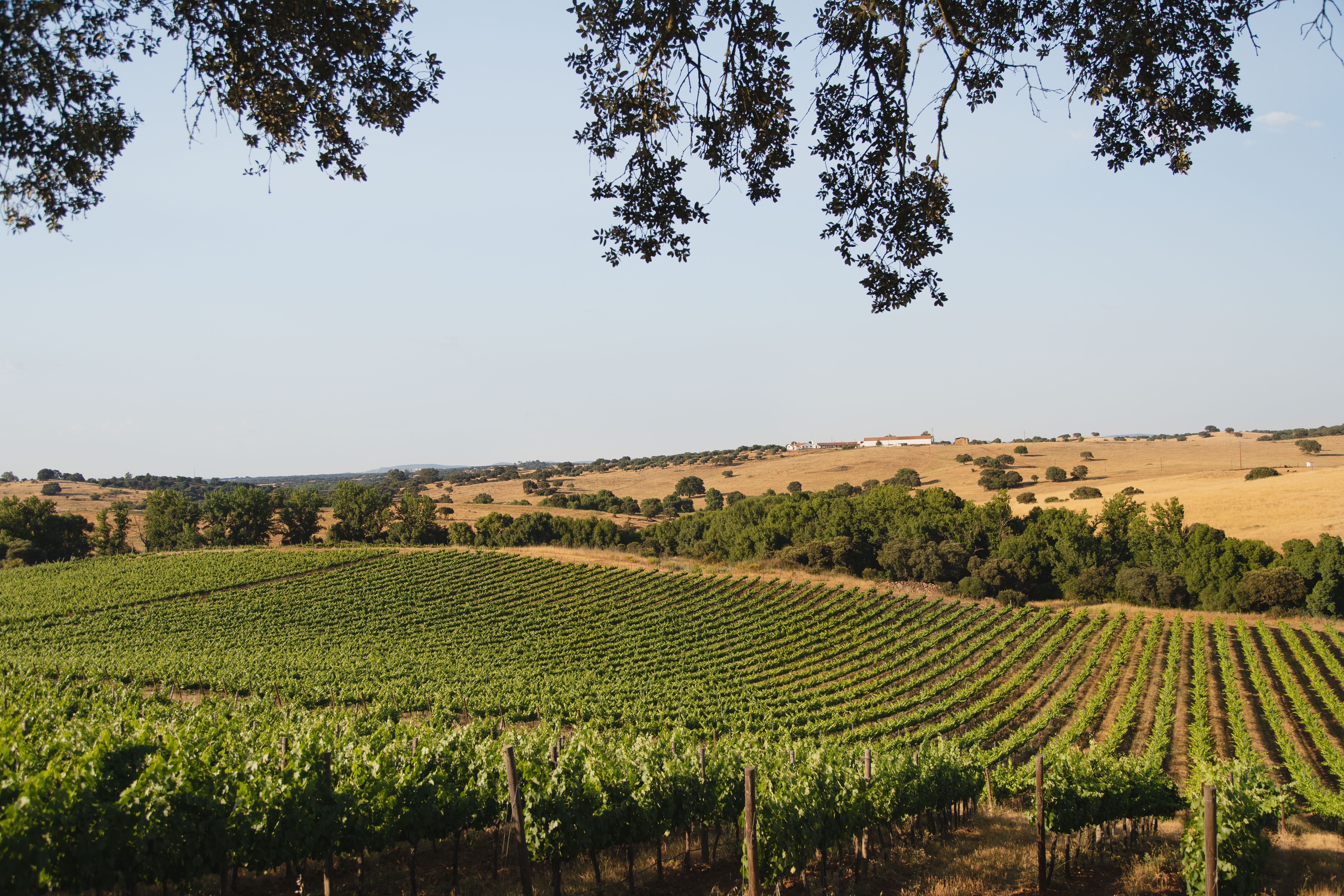 Mainova Kids Experience - Tasting of Fruit Nectars and Olive Oil