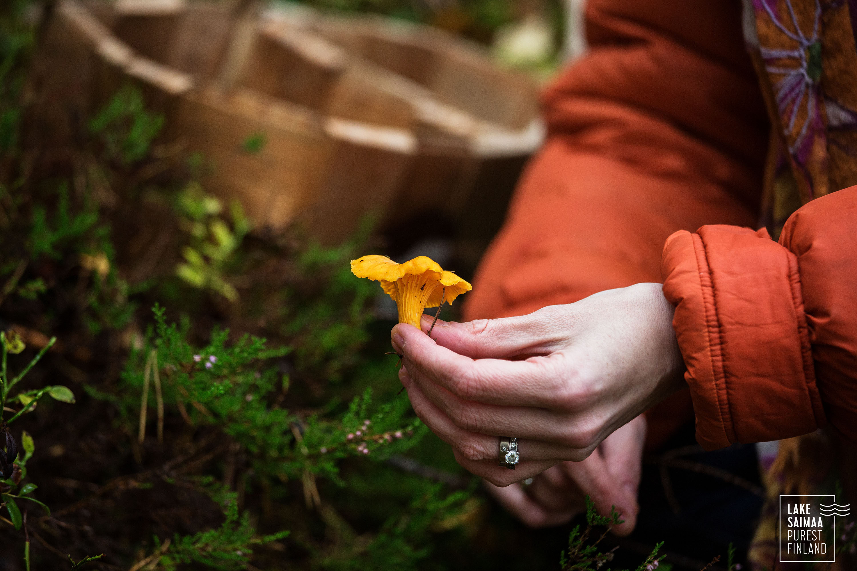 Autumn Colors in Linnansaari and a day trip by boat