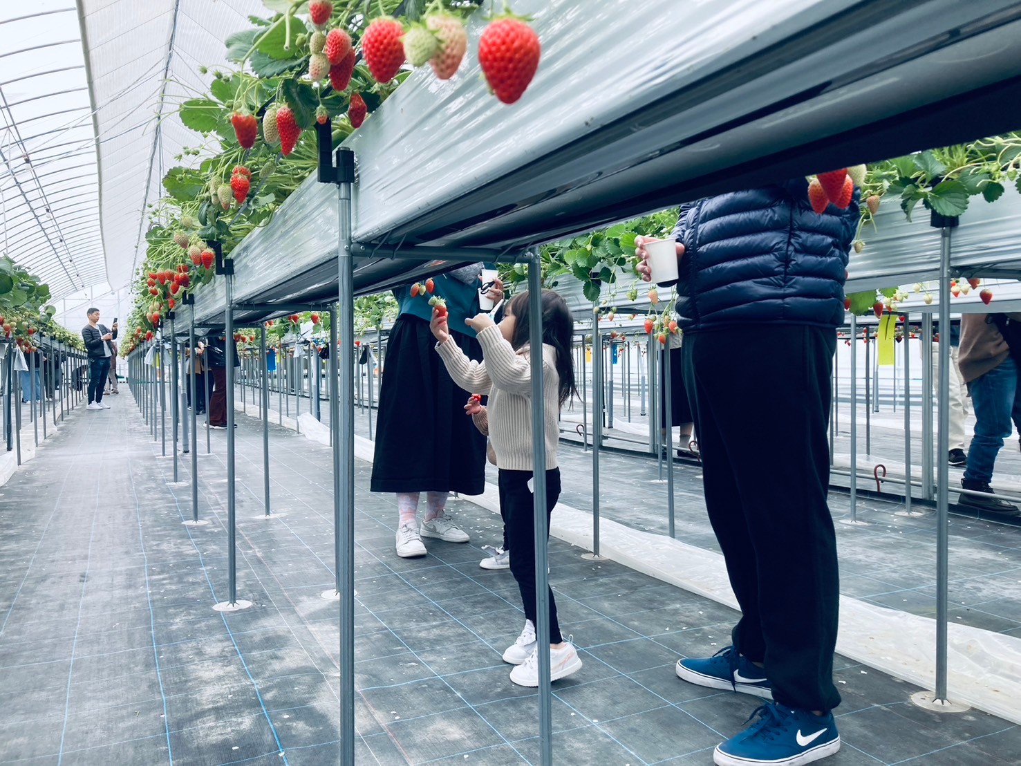 ★All You Can Eat Strawberry Picking in Izumisano Osaka