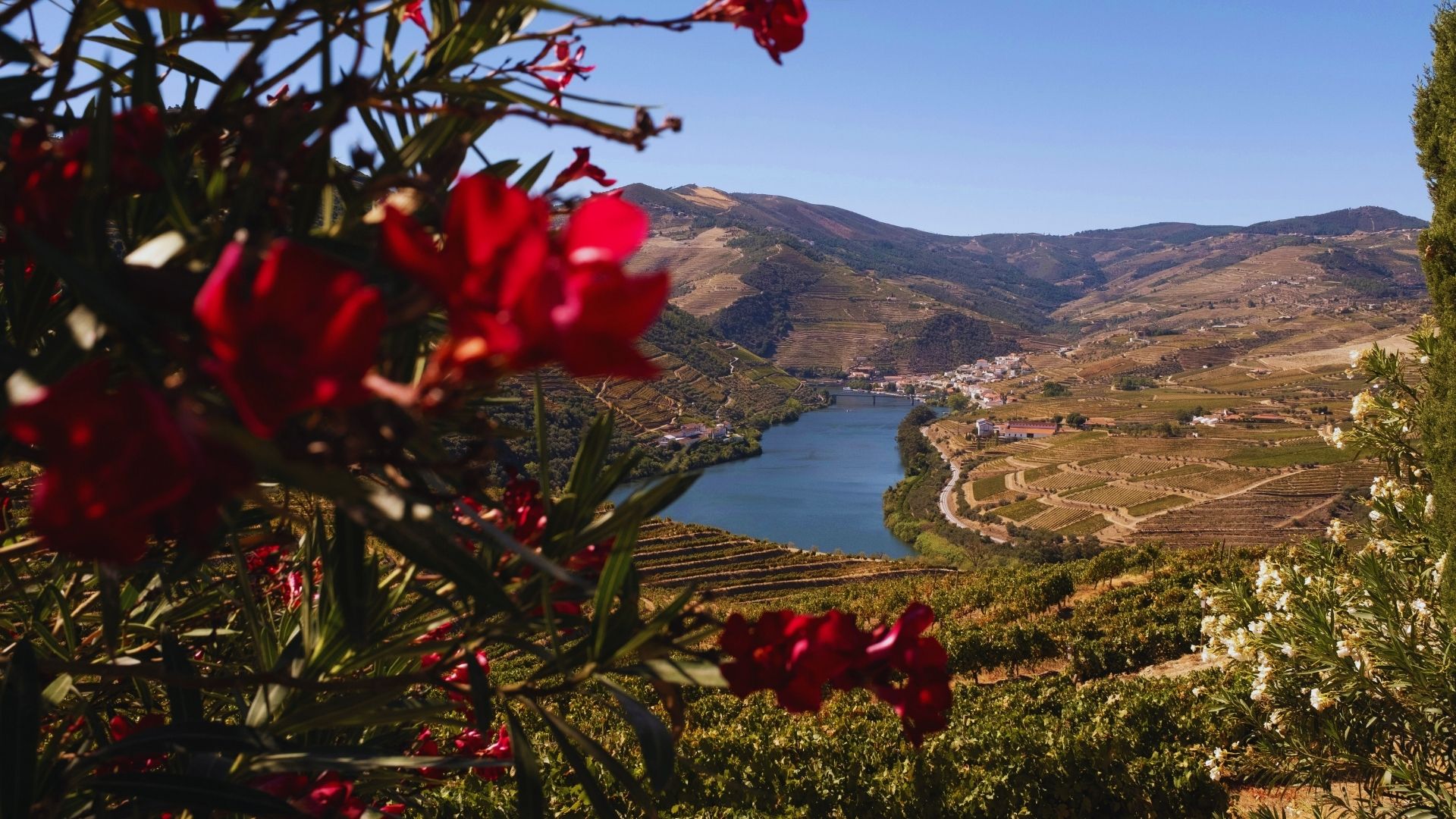 Three-Winery Douro Valley Experience for Wine Lovers