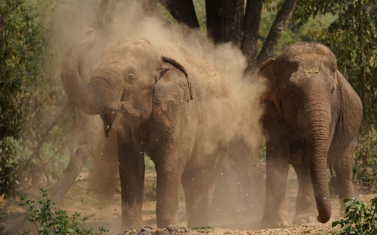 Care for Elephants – Afternoon (No Riding)