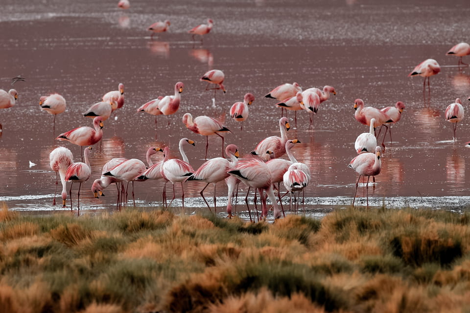 10 Day Trip Altiplano Tour - Private