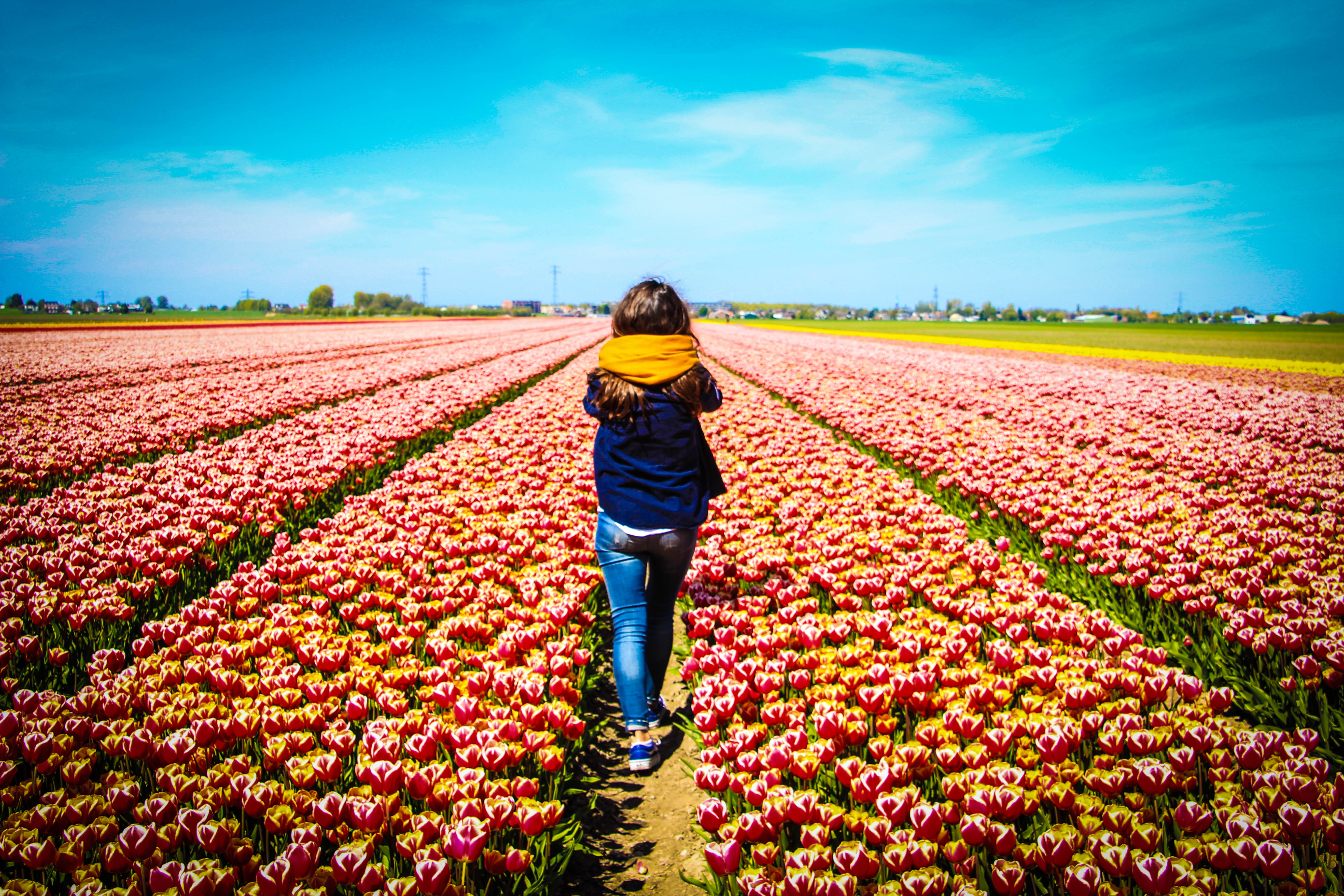 Keukenhof Private Tour