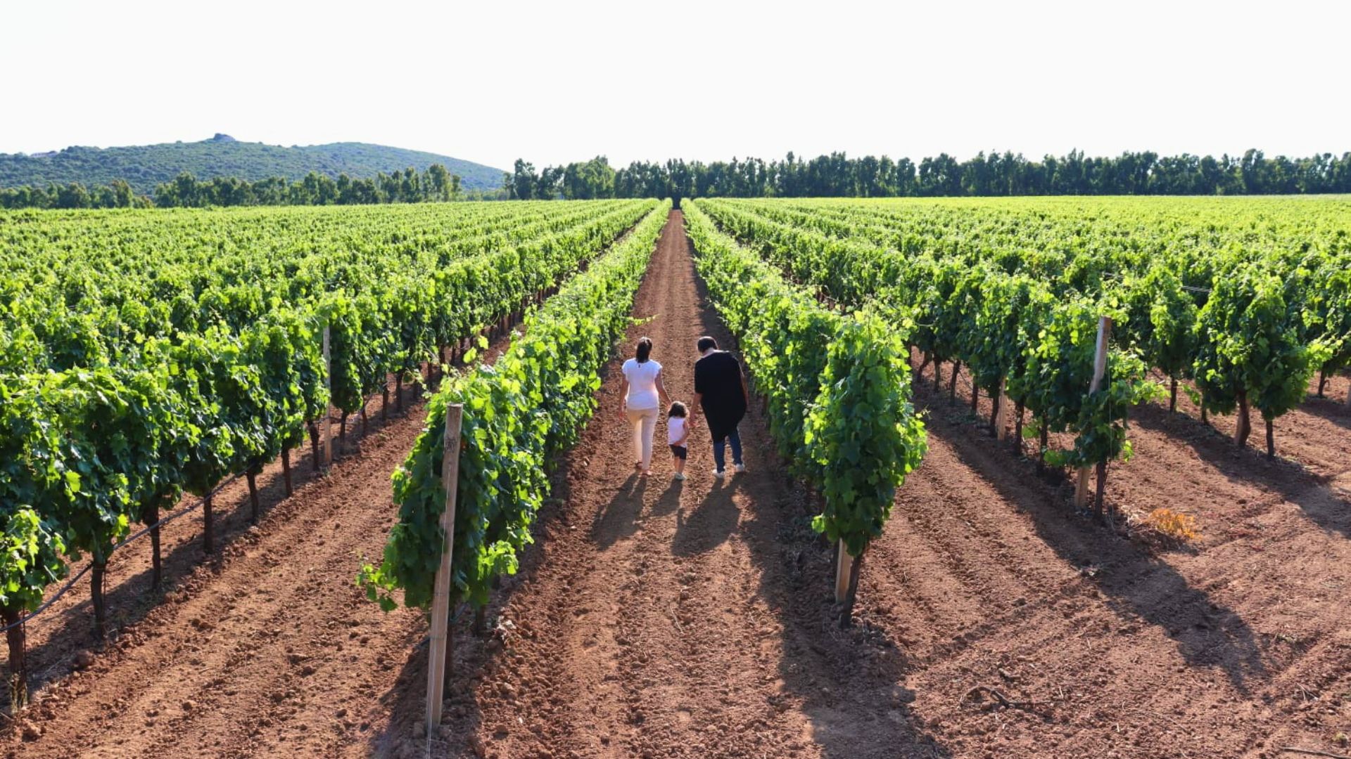 Alghero: guided tour of the winery with wine tasting