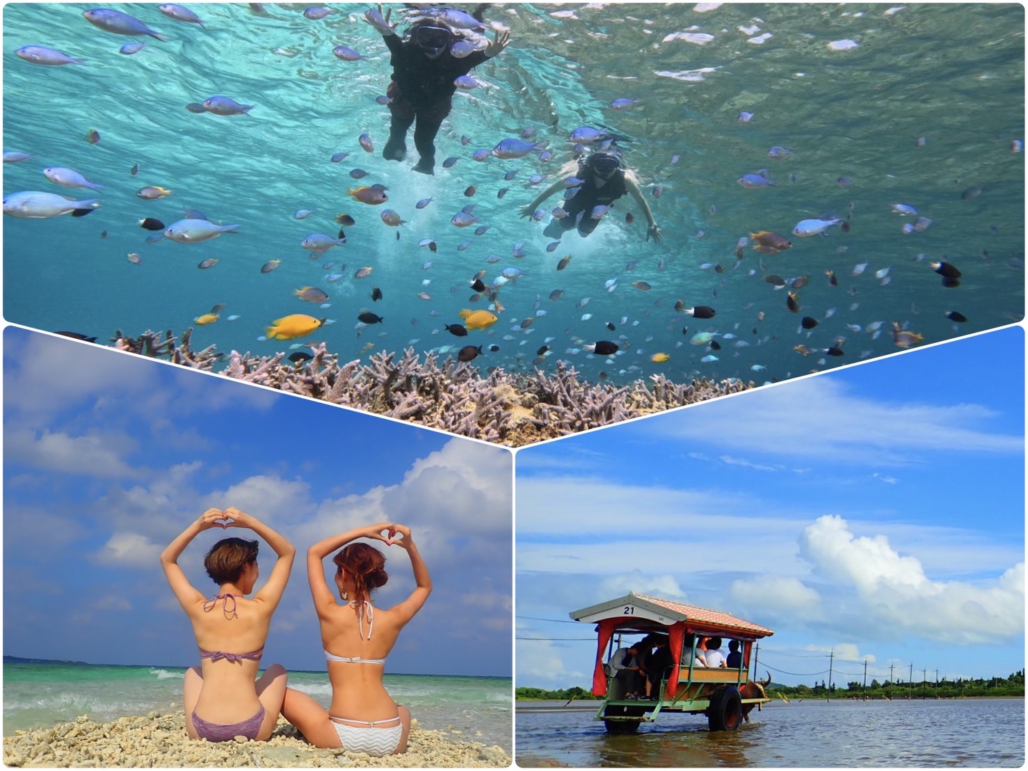 [Iriomote] Snorkeling Tour at Coral island + Sightseeing in Yubujima island