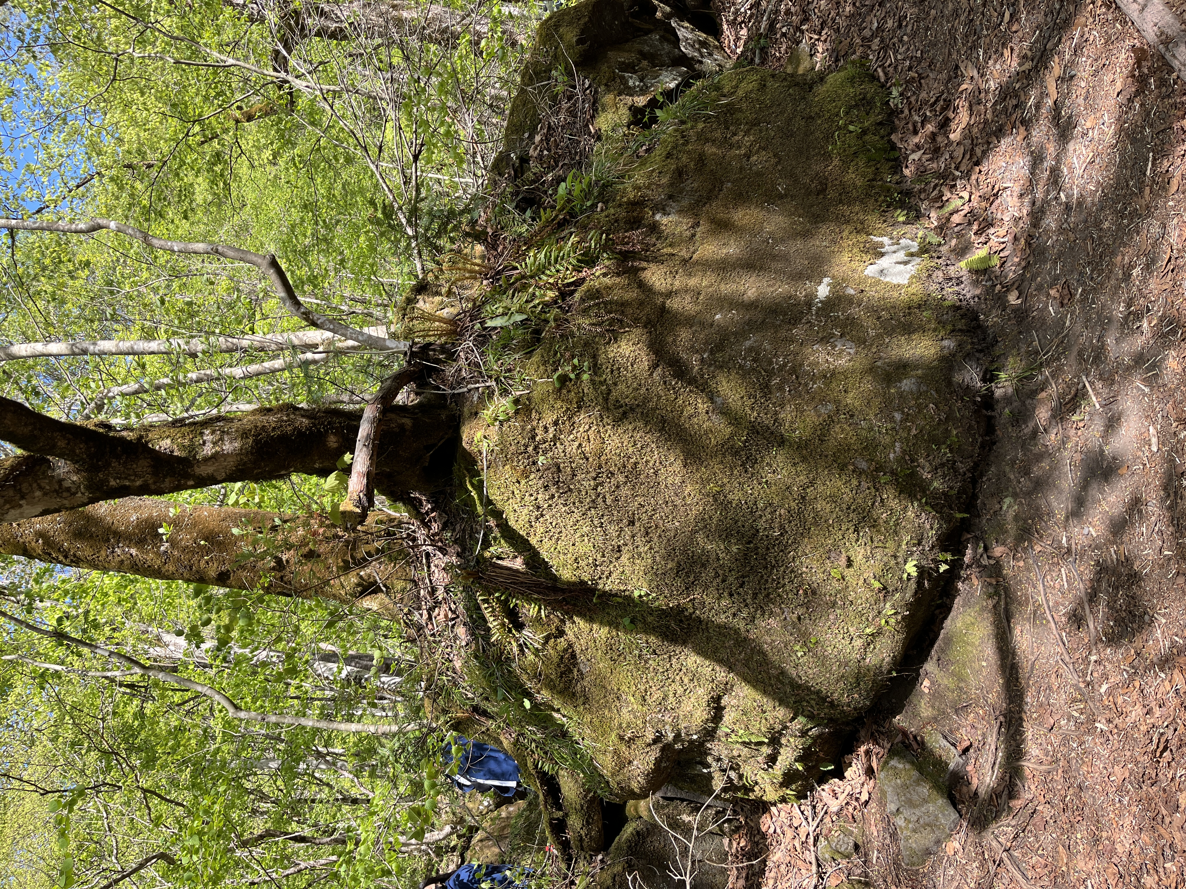 【日本語ガイド】奥入瀬渓流散策ツアー 　～ミニハイキングコース～