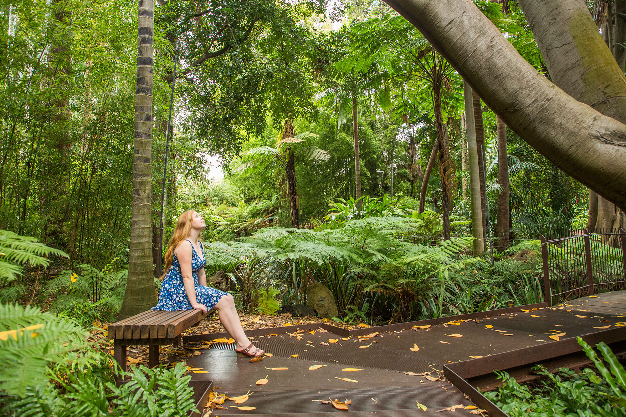 Forest Therapy (Shinrin-yoku) - Exclusive Group Tour