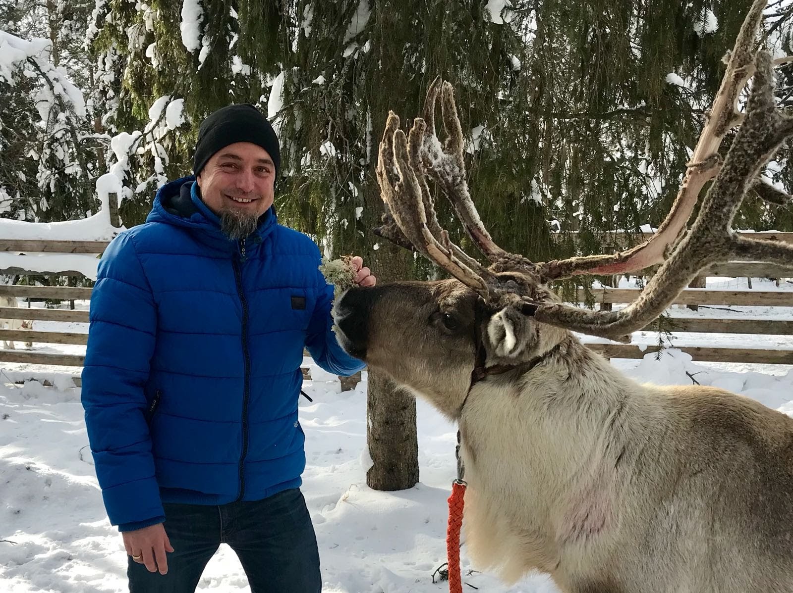 Visit to the reindeer farm