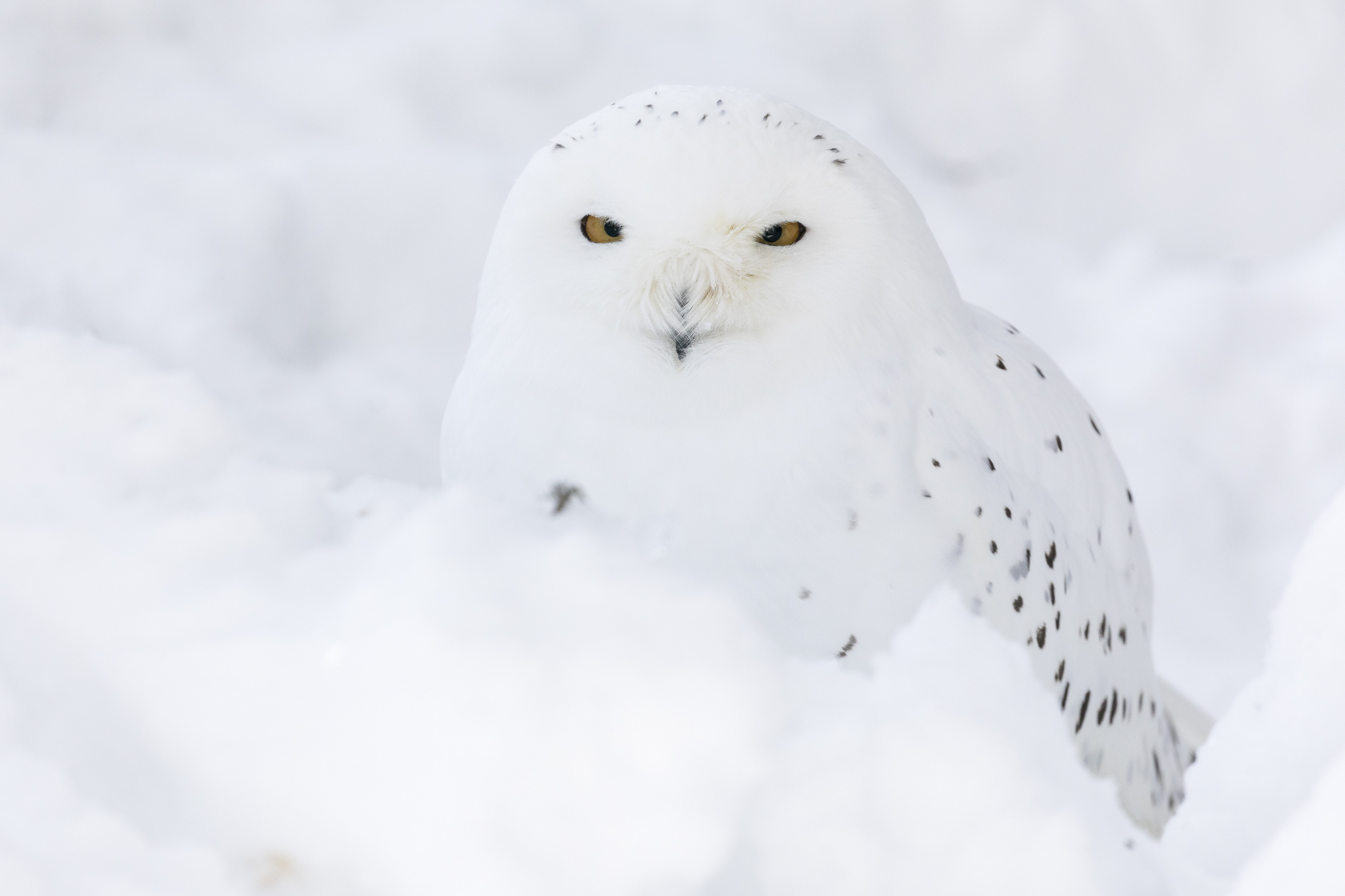 Arctic Zoo – Day in Ranua Wildlife Park