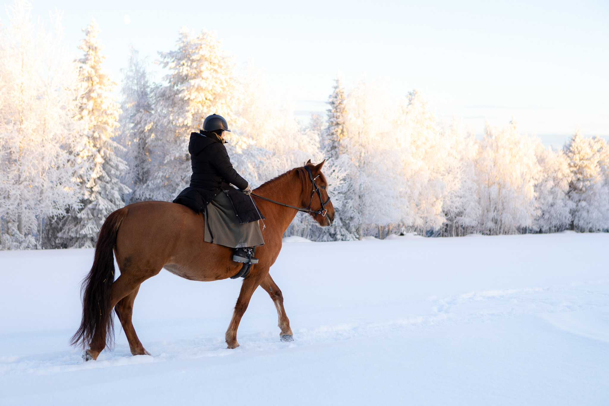 Finnhorse trail riding in country paths 1,5 hrs
