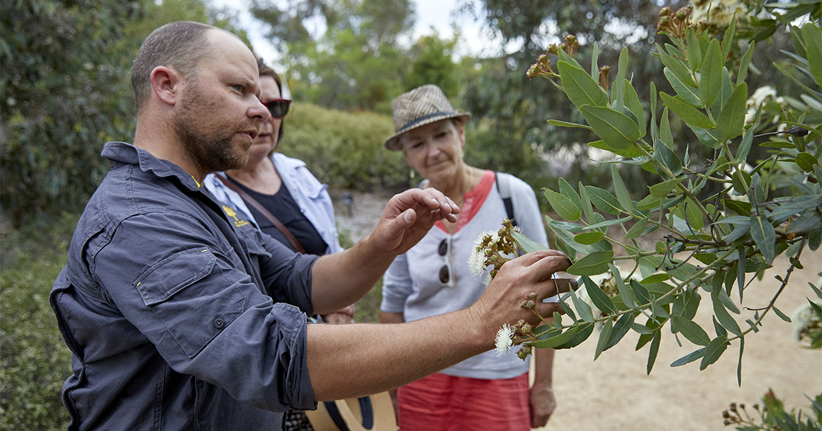 National Eucalypt Day Walk - Cranbourne Gardens
