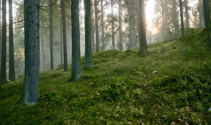 Ecological bicycle and hiking tour to Nuuksio National Park 4 days