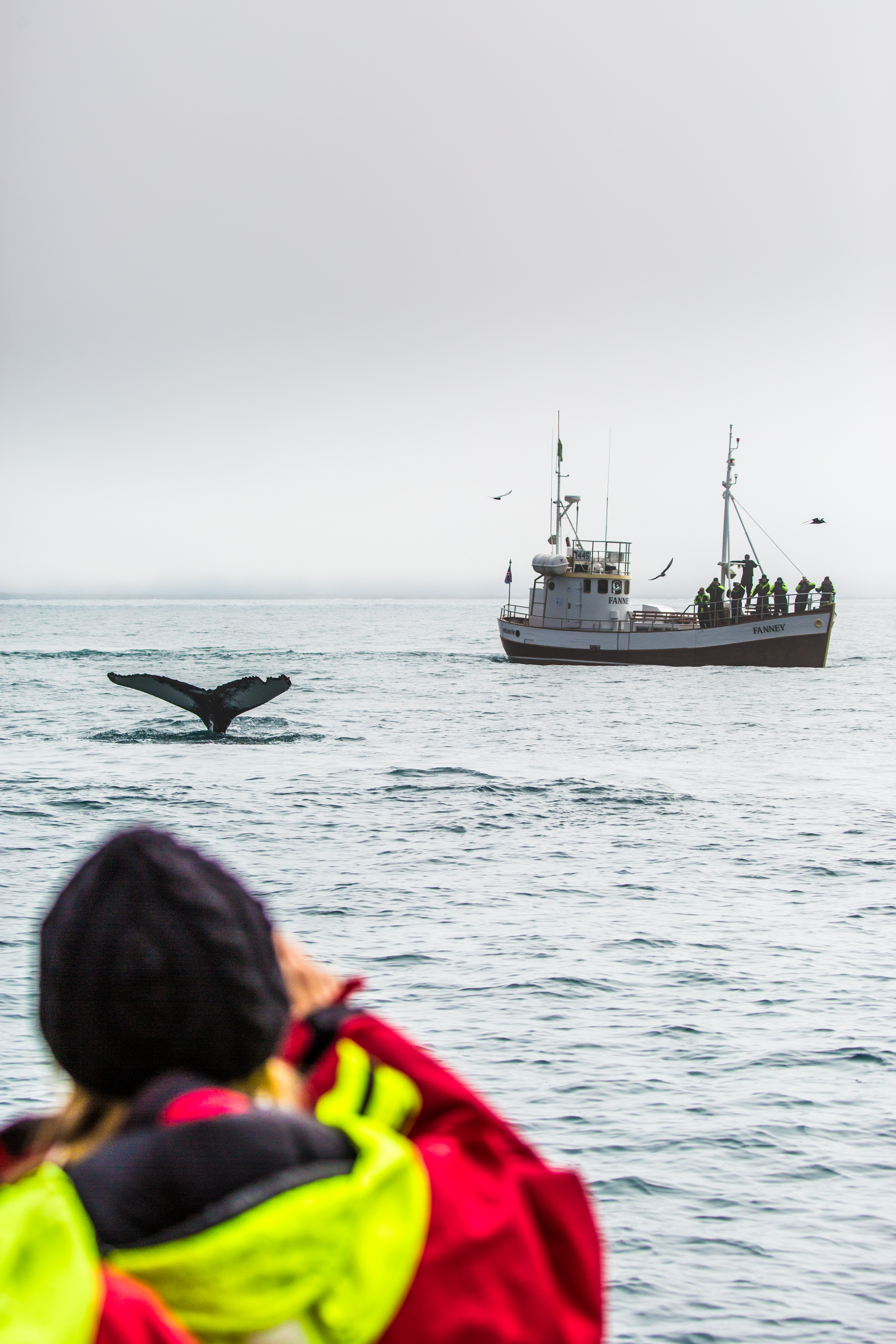 Arctic Coastline Experience, Hauganes Whale Watching & Local taste visit