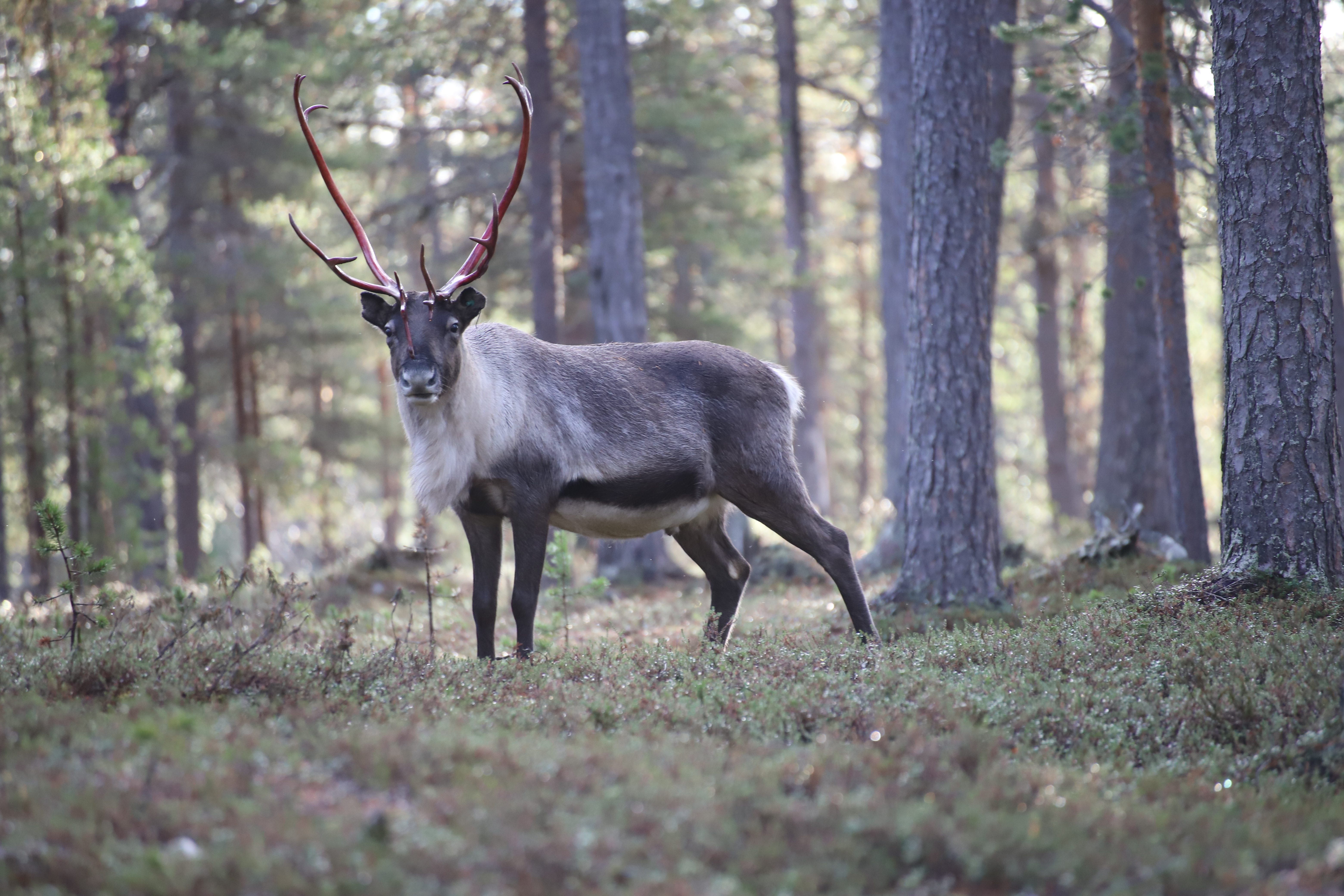 Aurora reindeer experience