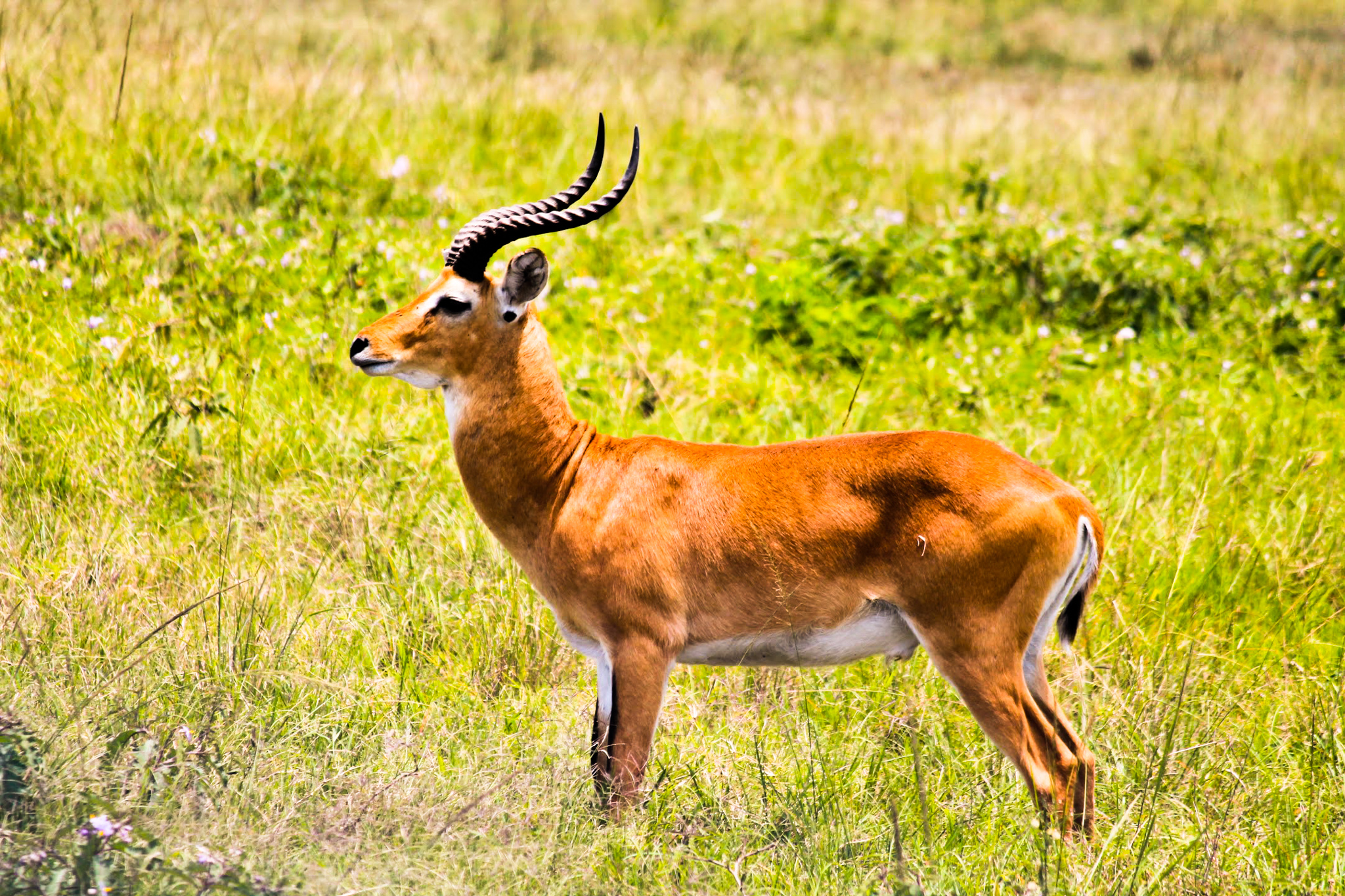 6-Days Rwanda Uganda Wildlife Safari
