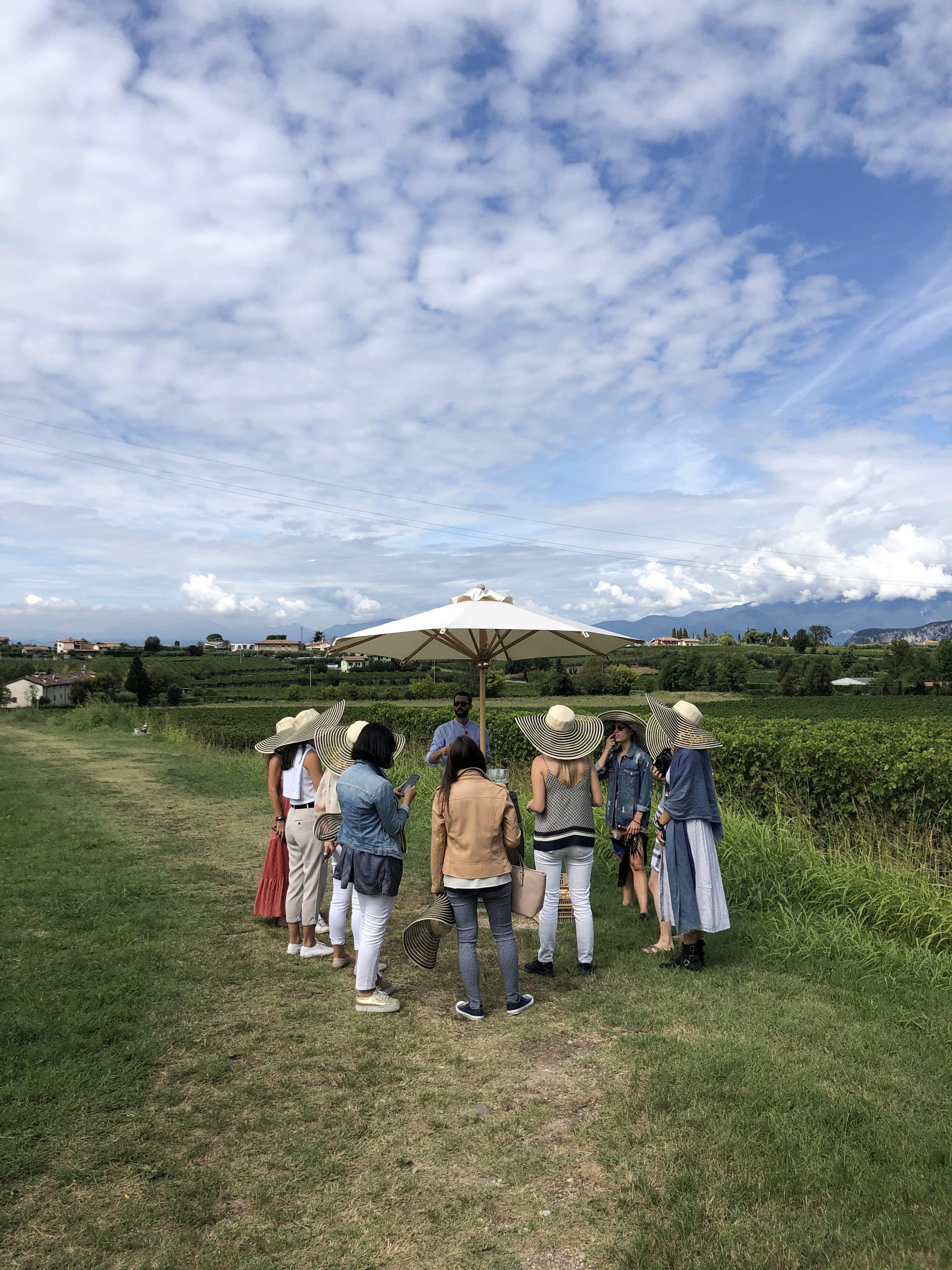 Lake Garda: Wine Tour & Tasting Experience in Bardolino area