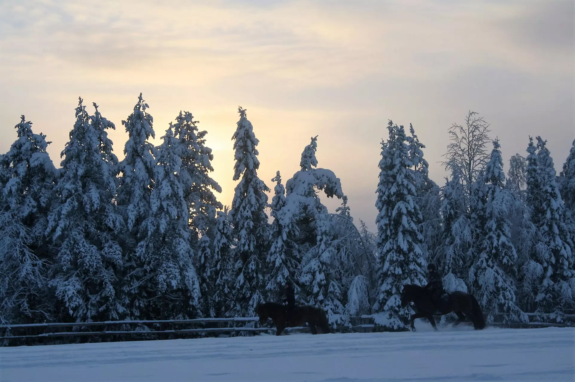 Finnhorse trail riding in the evening