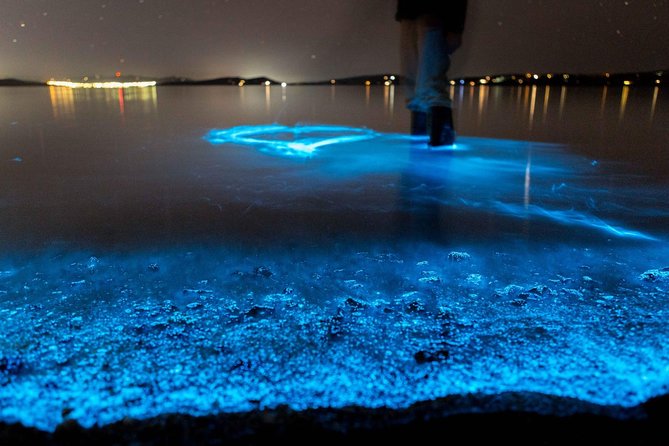Bioluminescence Paddle Tour