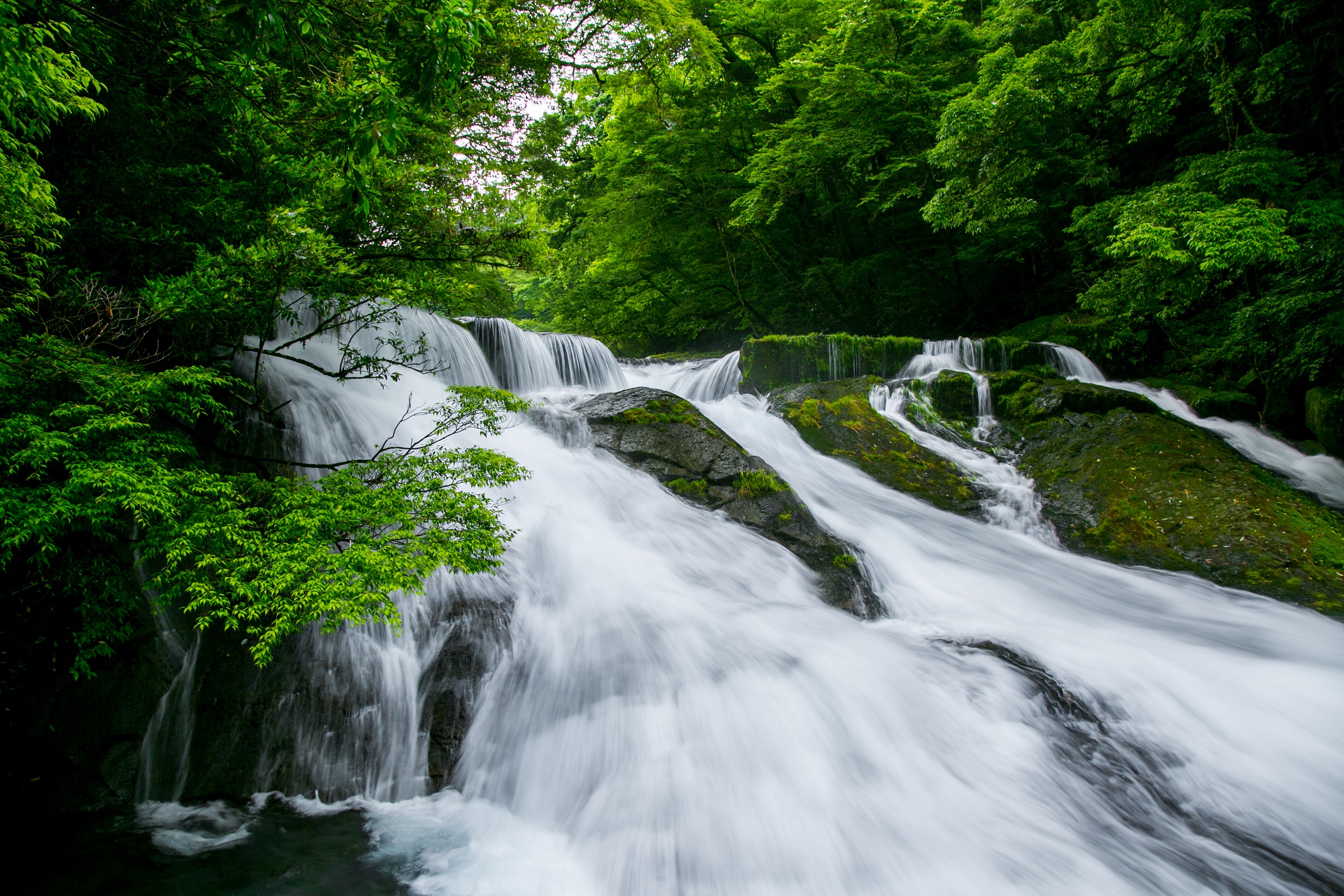 Kikuchi ① Kyushu Hakou Takemitsu course walking with a guide (about 1 hour)