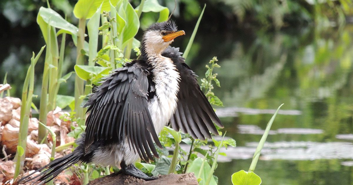 Secret Life of Birds