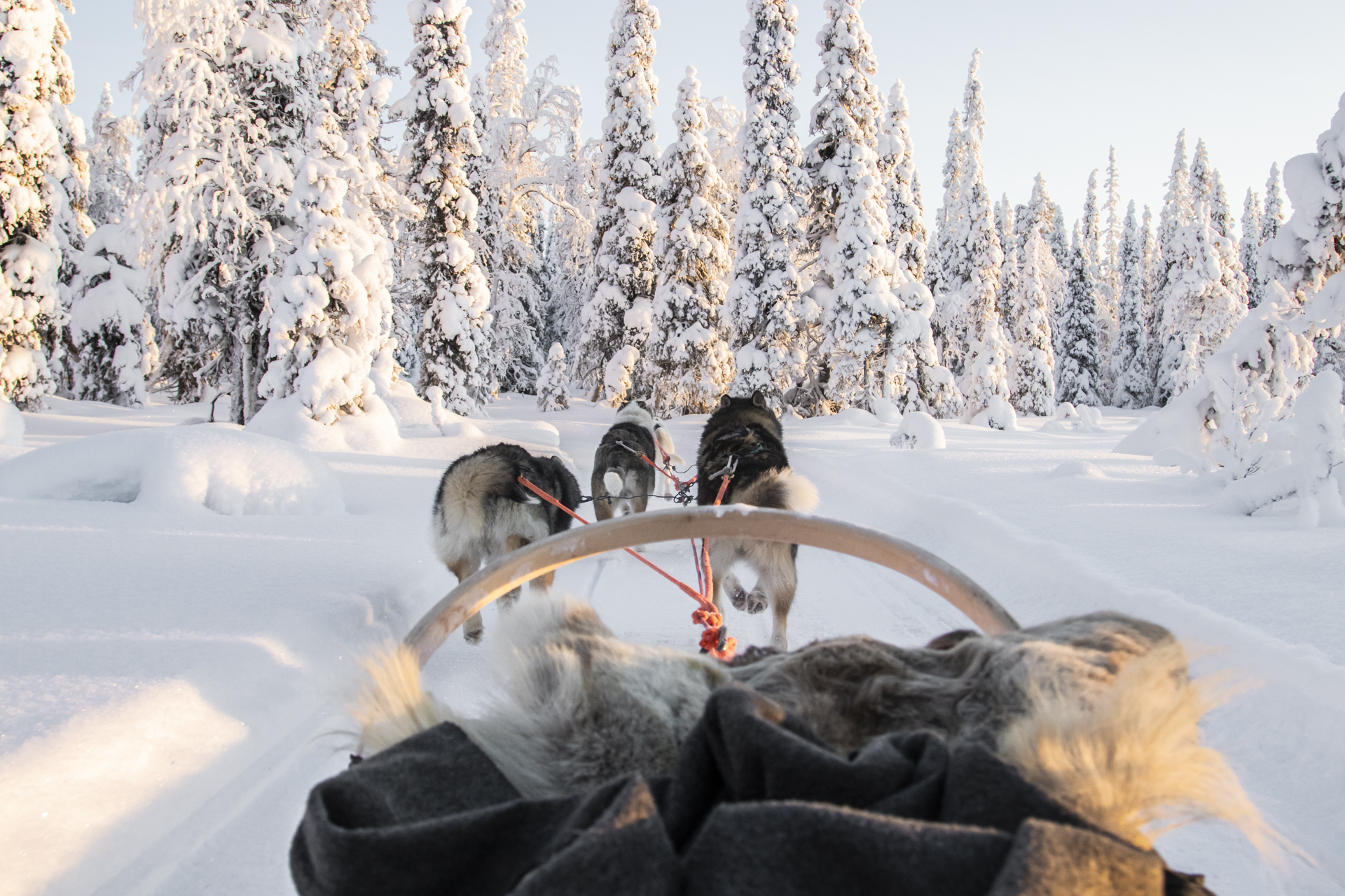 Husky Adventure: Visit to the Husky Farm & 45-Minute Safari