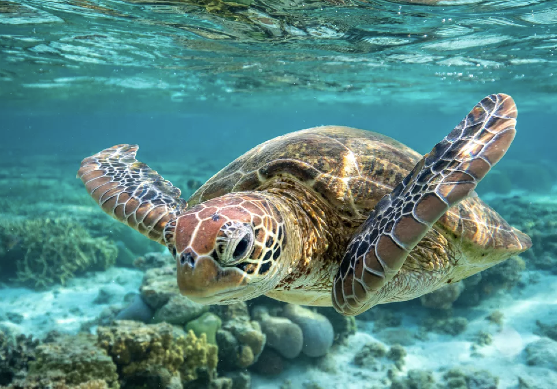 Barbados Turtle & Shipwreck Snorkel Adventure