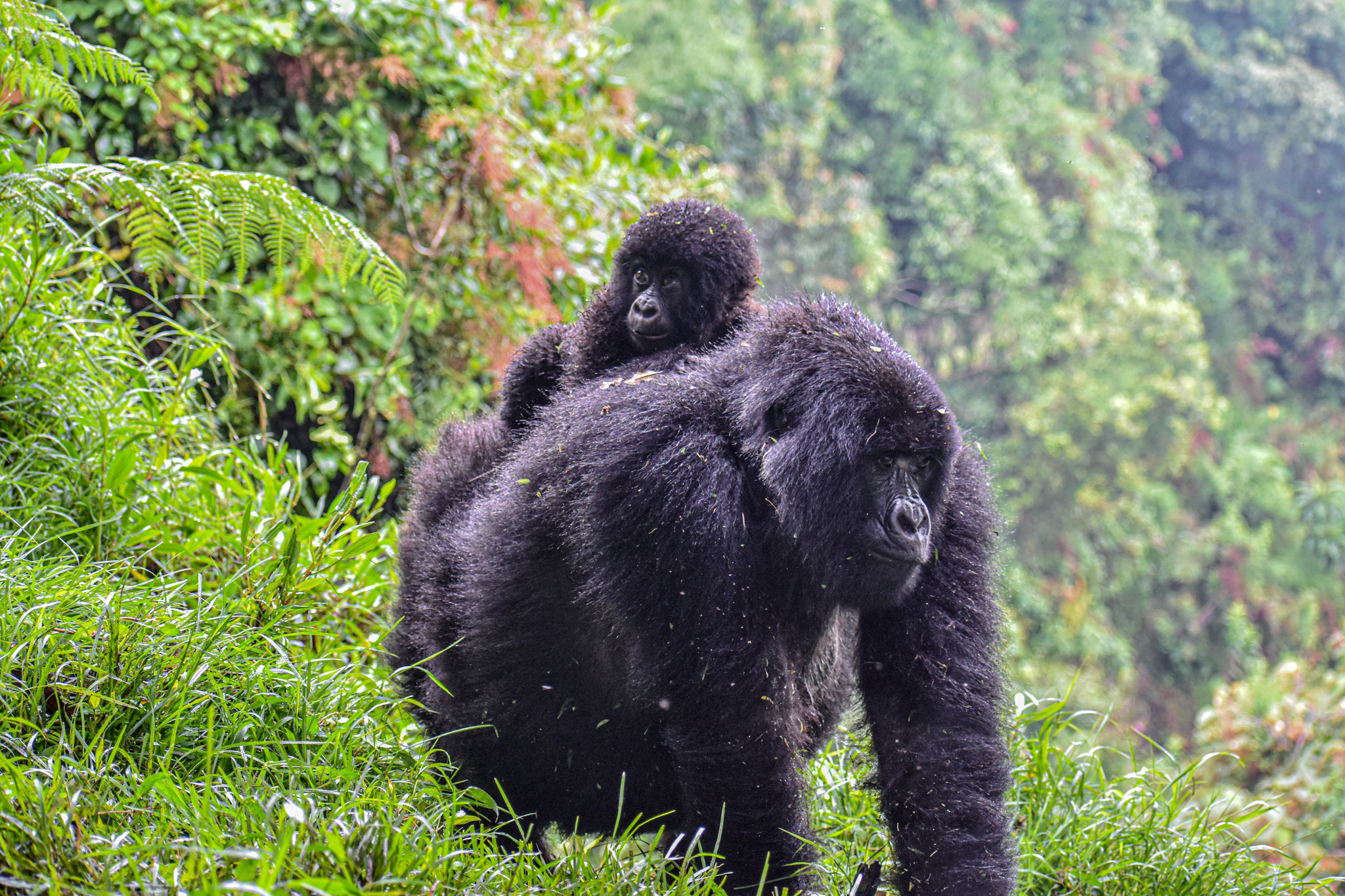 3-Day Rwanda Gorilla Trekking Budget Safari