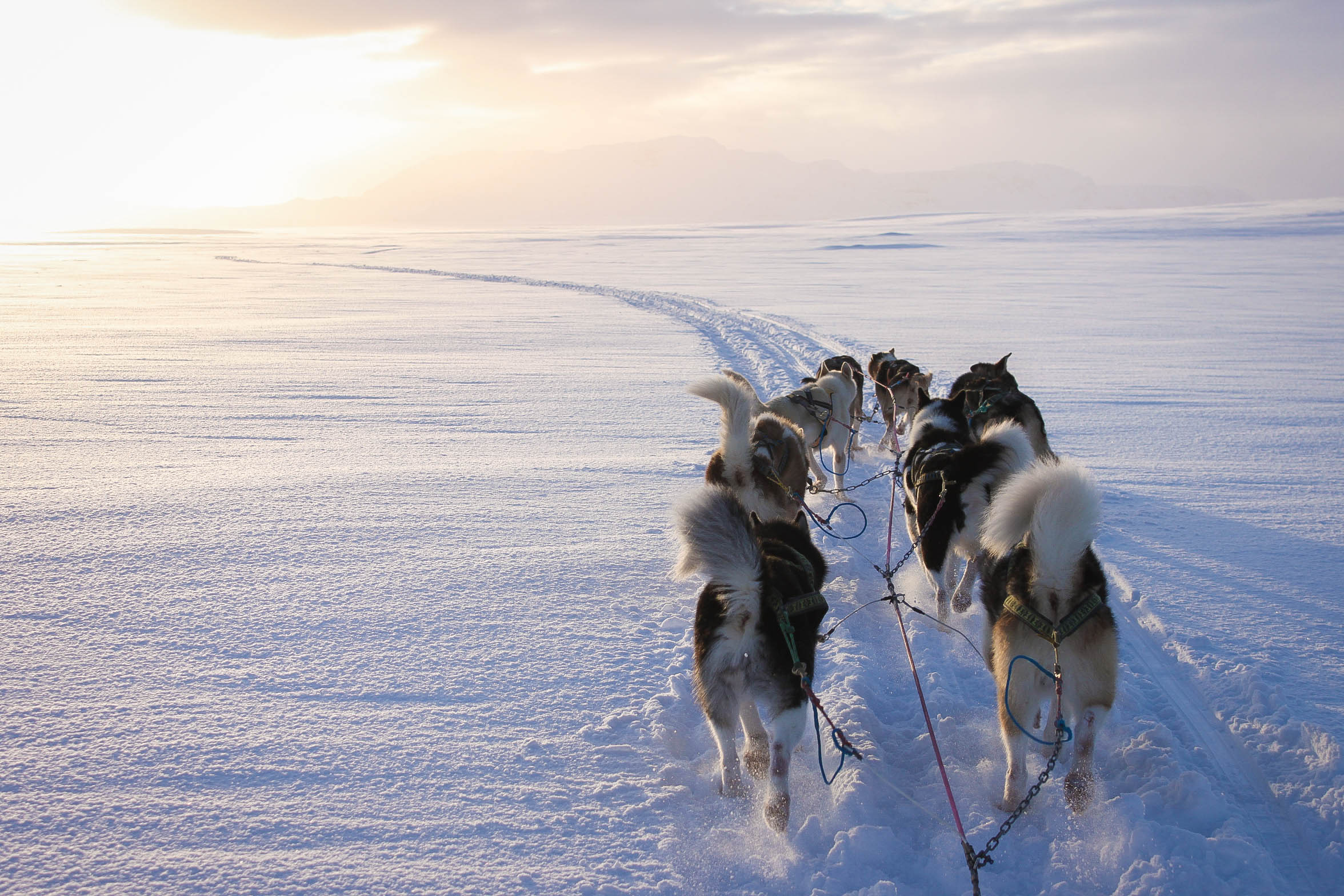 Dog Sledding Near Reykjavik