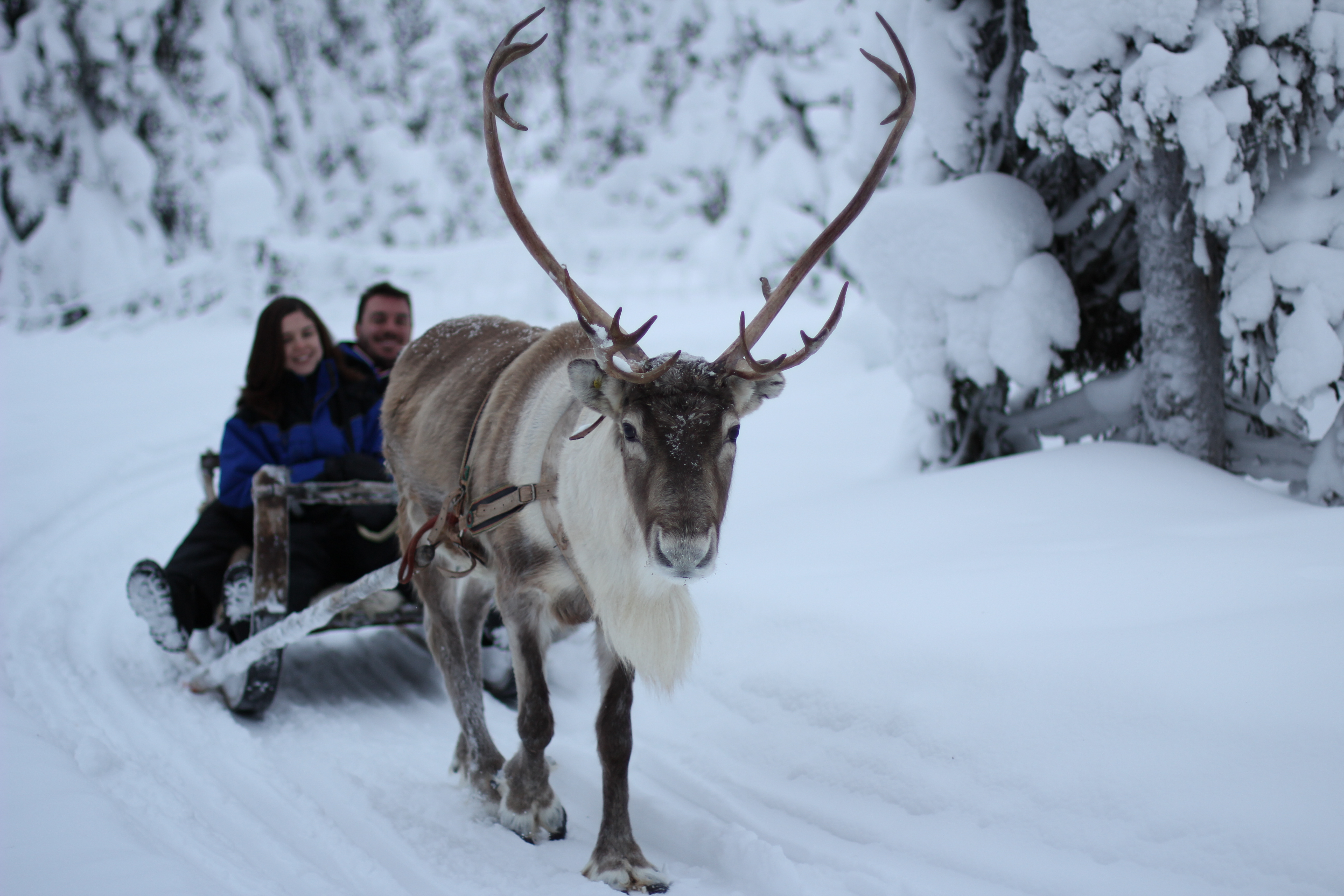 Visit to reindeer farm