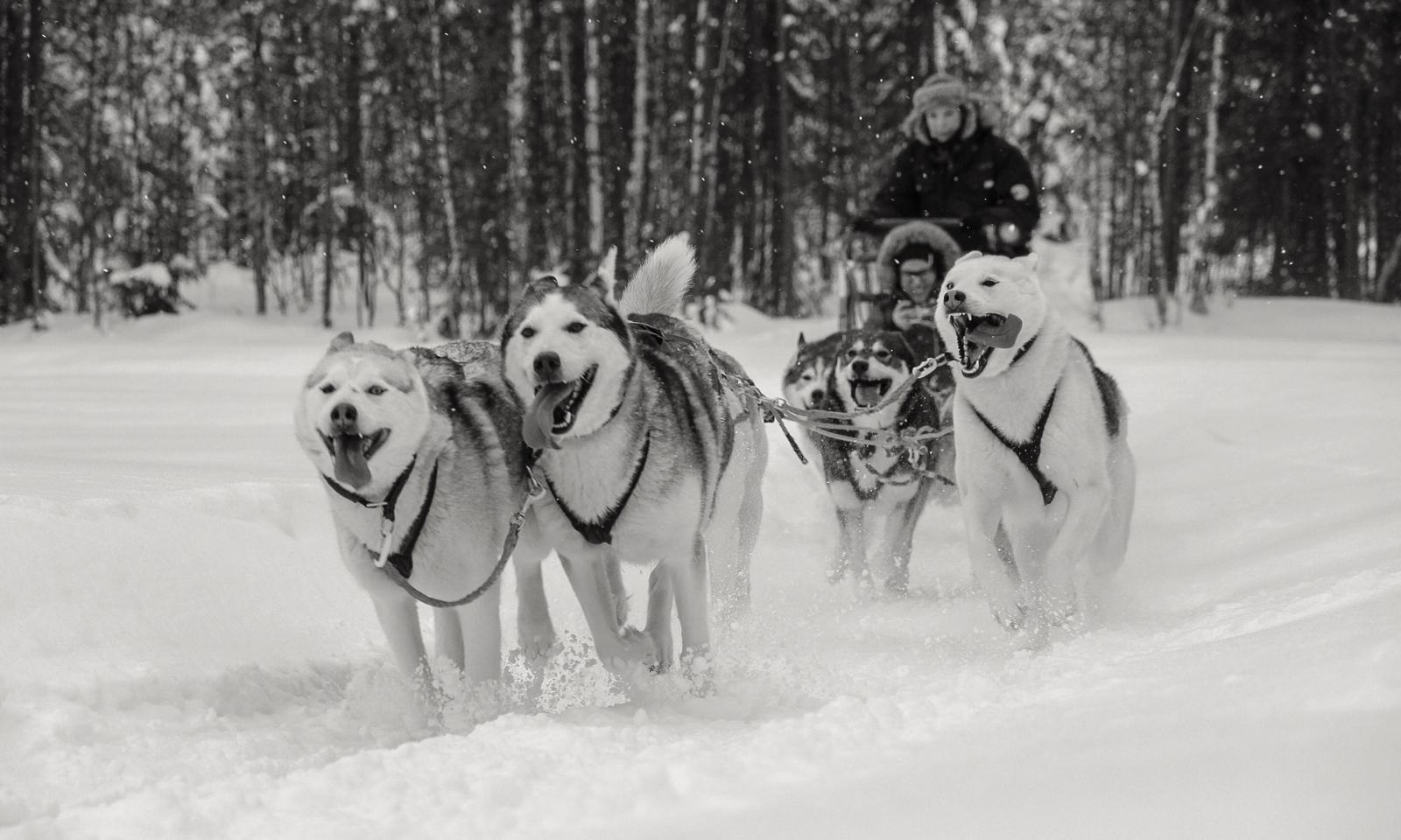 First snow sled rides, November