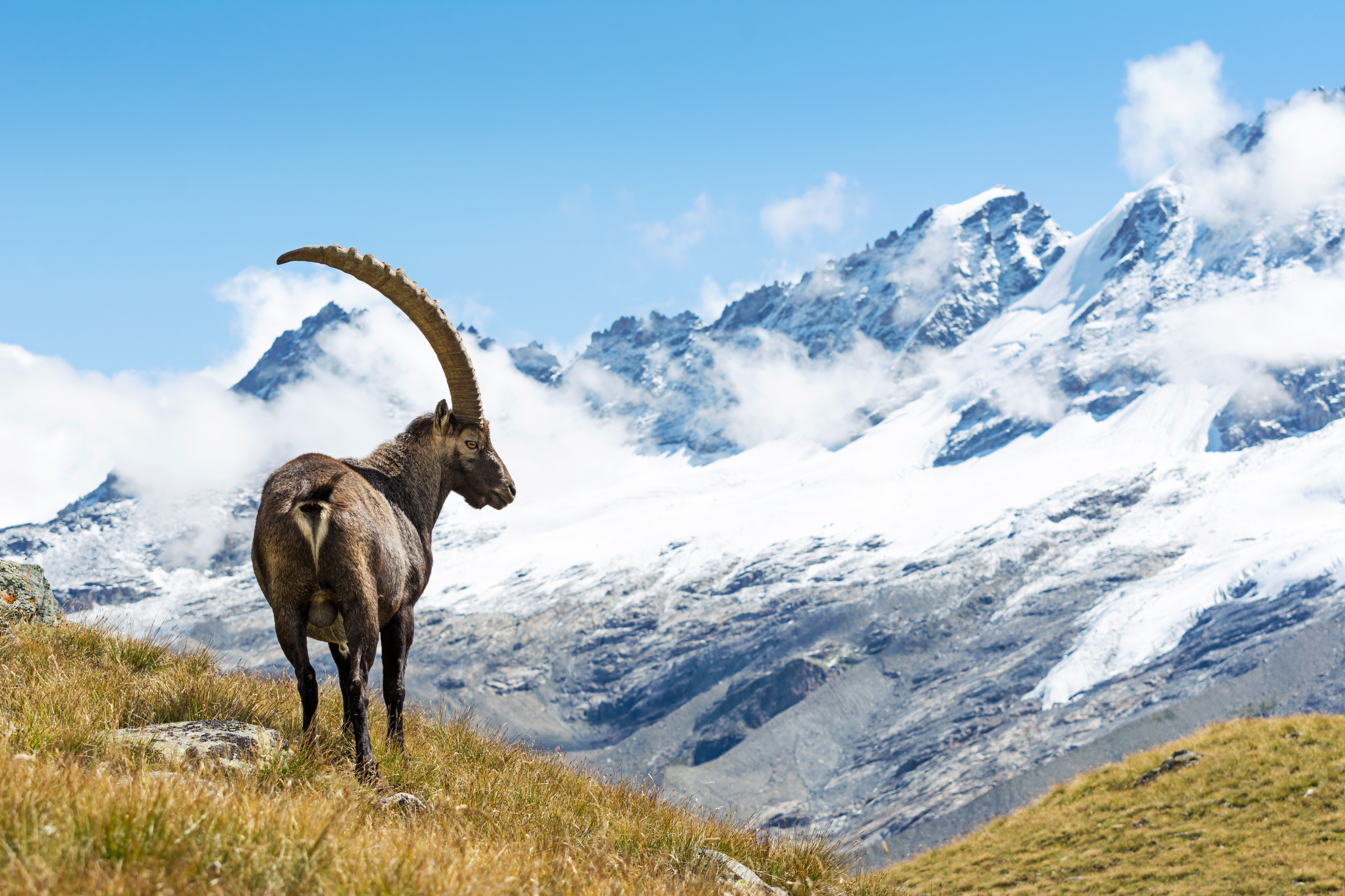 Hike Gran Paradiso - between Ibex and Glaciers