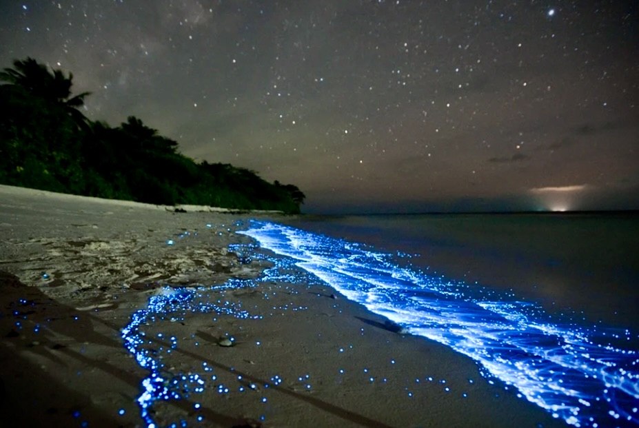 (Private) Sunset & Bioluminescence Adventure at Los Arcos