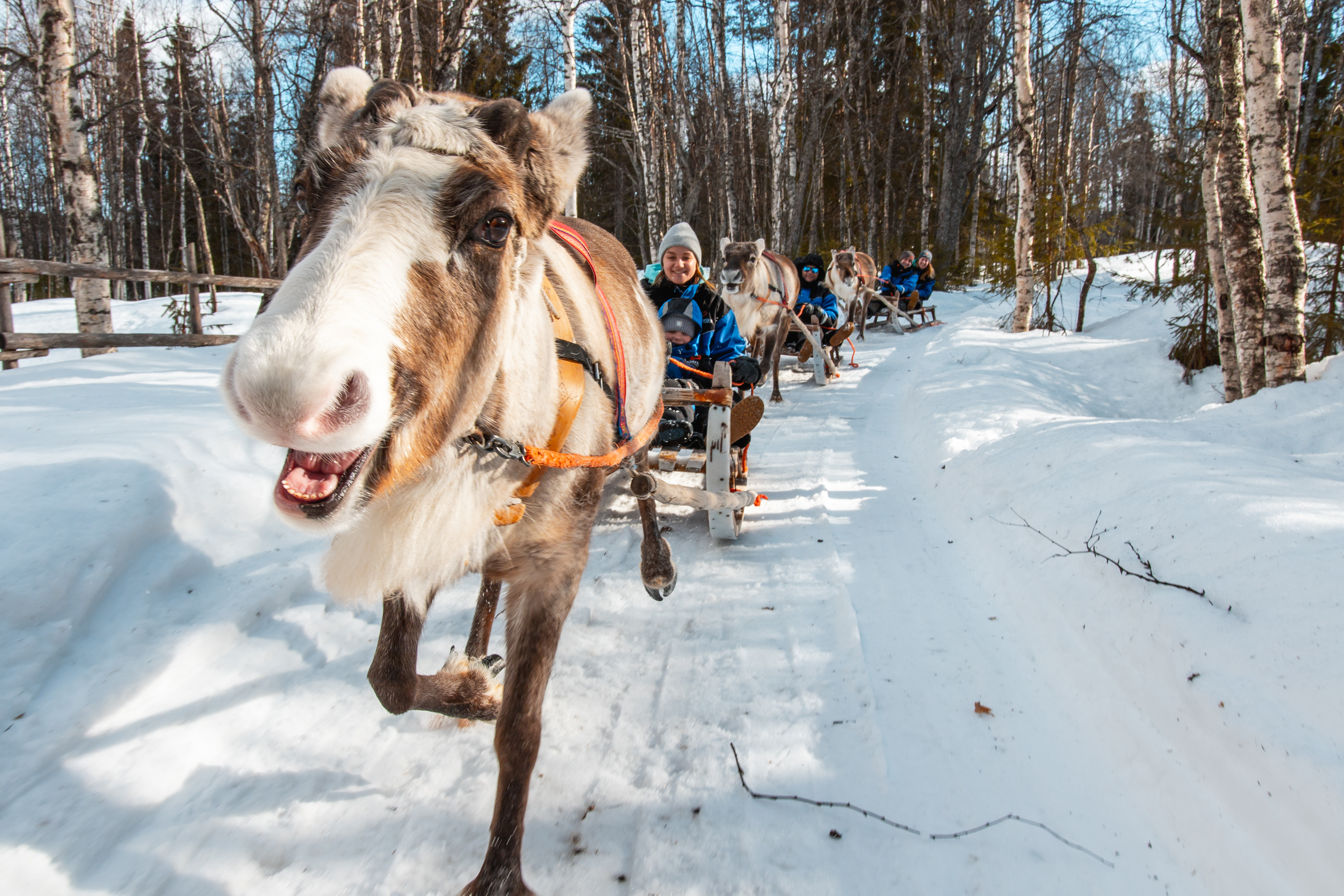 In Pursuit of Reindeer - Snowmobile safari and visit to reindeer farm