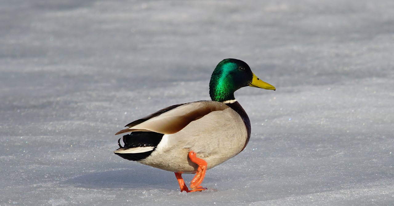 Witness Nature's Symphony: Spring Birdwatching Expedition