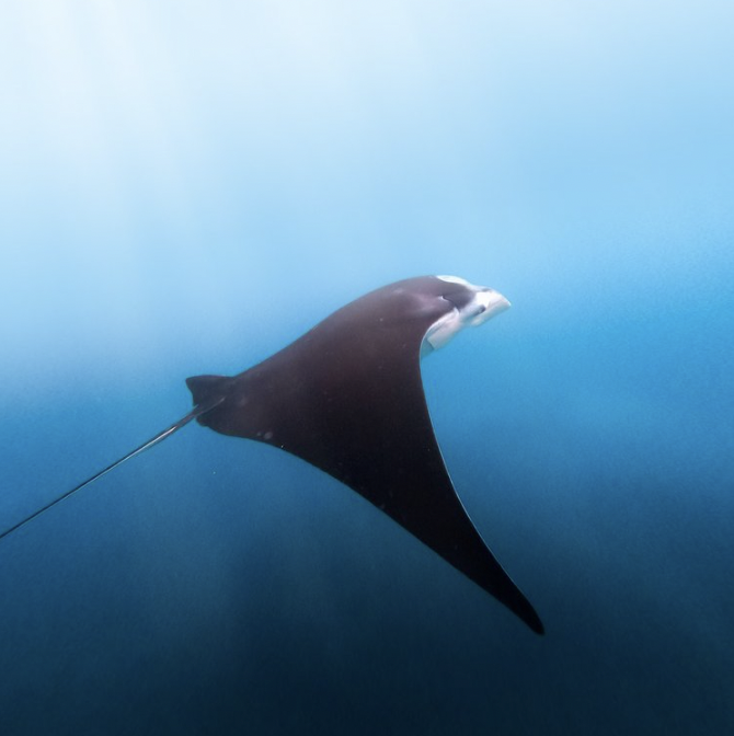 Nusa Penida + Snorkelling Only